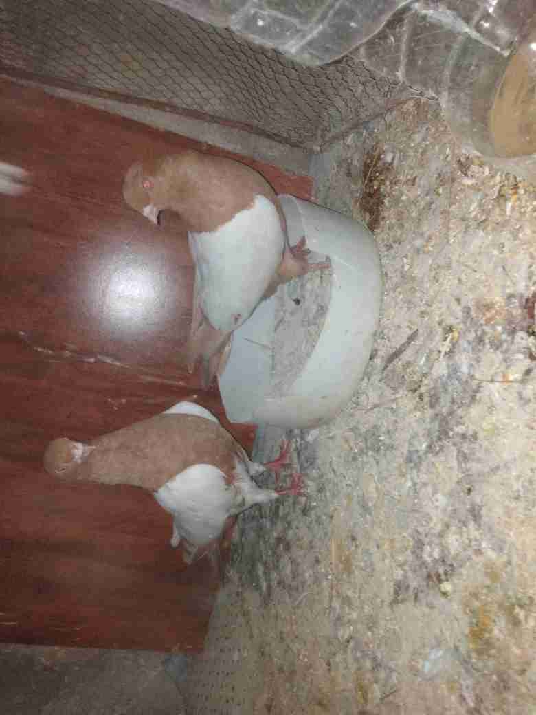 حمام للبيع او بدل                                            


	 				لا تنسَ أنك شاهدت هذا الإعلان في عنكبوت            
	 				
                                7 جواز حمام شغلات اشي معو فراخ واشي...