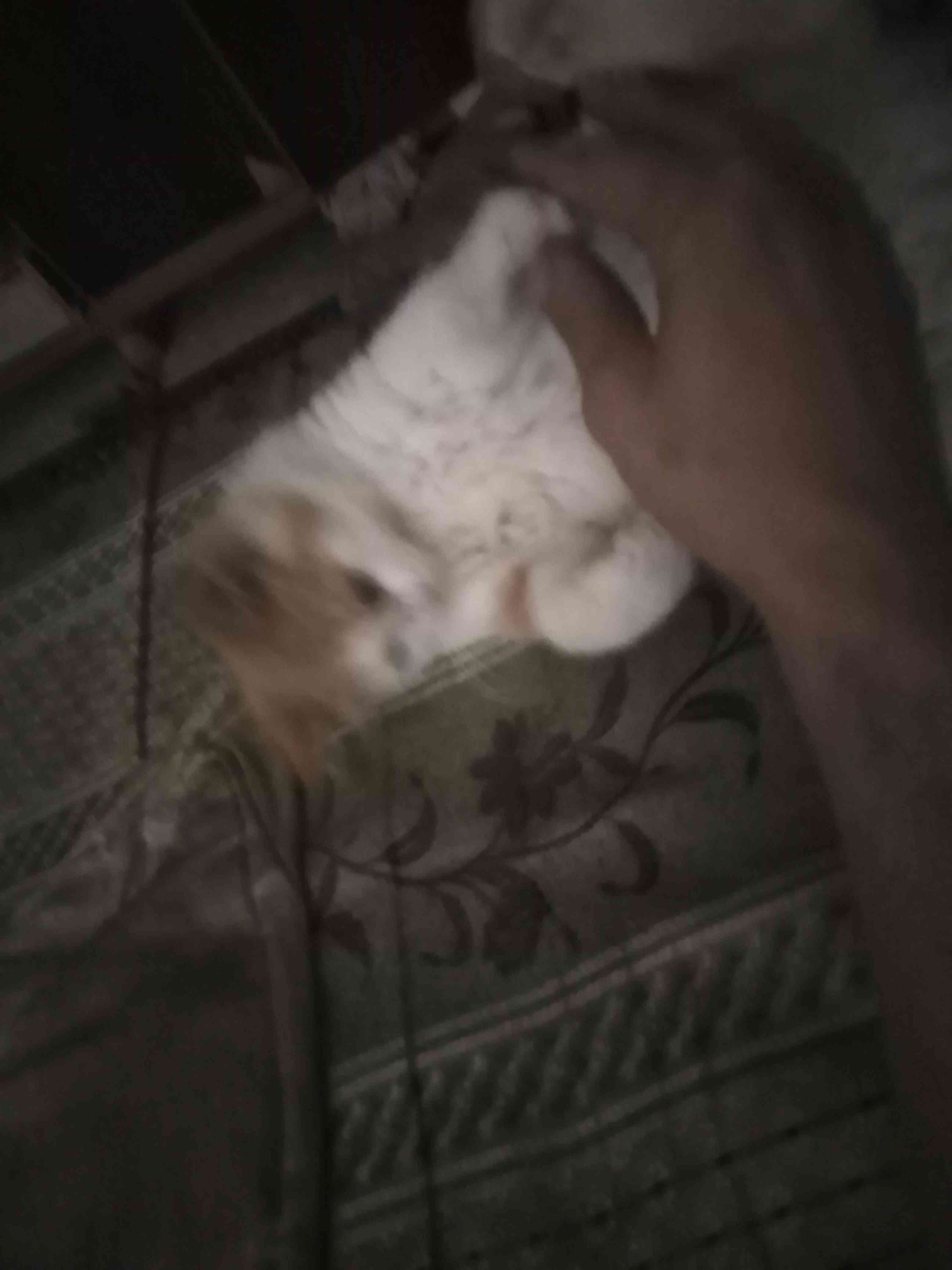 مجموعه اشياء للبيع او البدل
لا تنسَ أنك شاهدت هذا الإعلان في عنكبوت
قطه مع جوازها السفر مع كر...