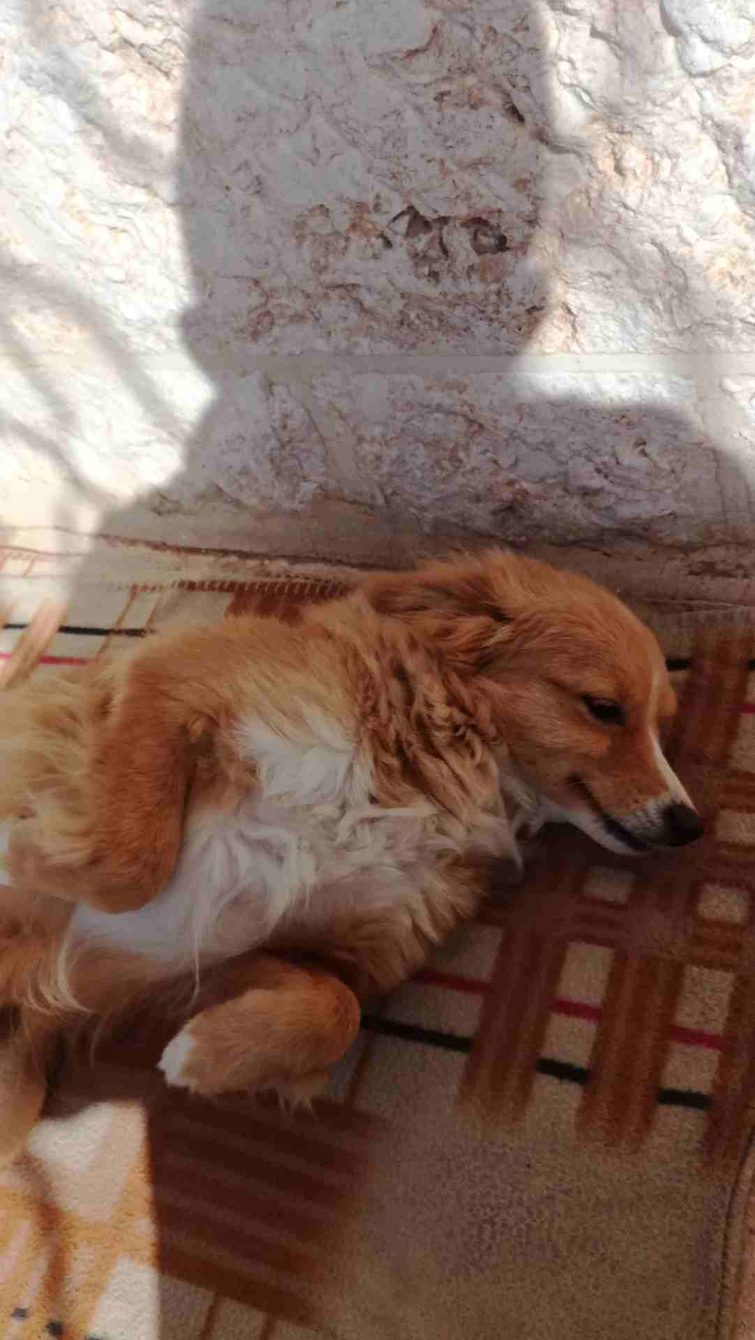 كلب اوكراني بسعر مميز
لا تنسَ أنك شاهدت هذا الإعلان في عنكبوت
كلب منزلي أوكراني عمره 11شهر ماخذ م...