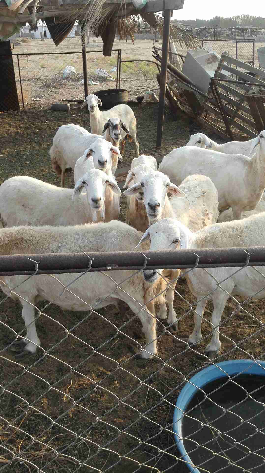 على السوم في القنفذة.. القوز                                            


	 				لا تنسَ أنك شاهدت هذا الإعلان في عنكبوت            
	 				
                                يوجد ضان عدد 10 وتحتها 5...