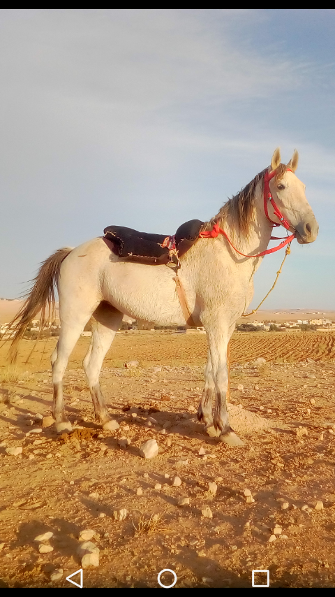 فرس عمر 6 سنوات كفاله صحه و دم حامي ركوب بس و شرا يرن                                            


	 				لا تنسَ أنك شاهدت هذا الإعلان في عنكبوت            
	 				
                            فرس...
