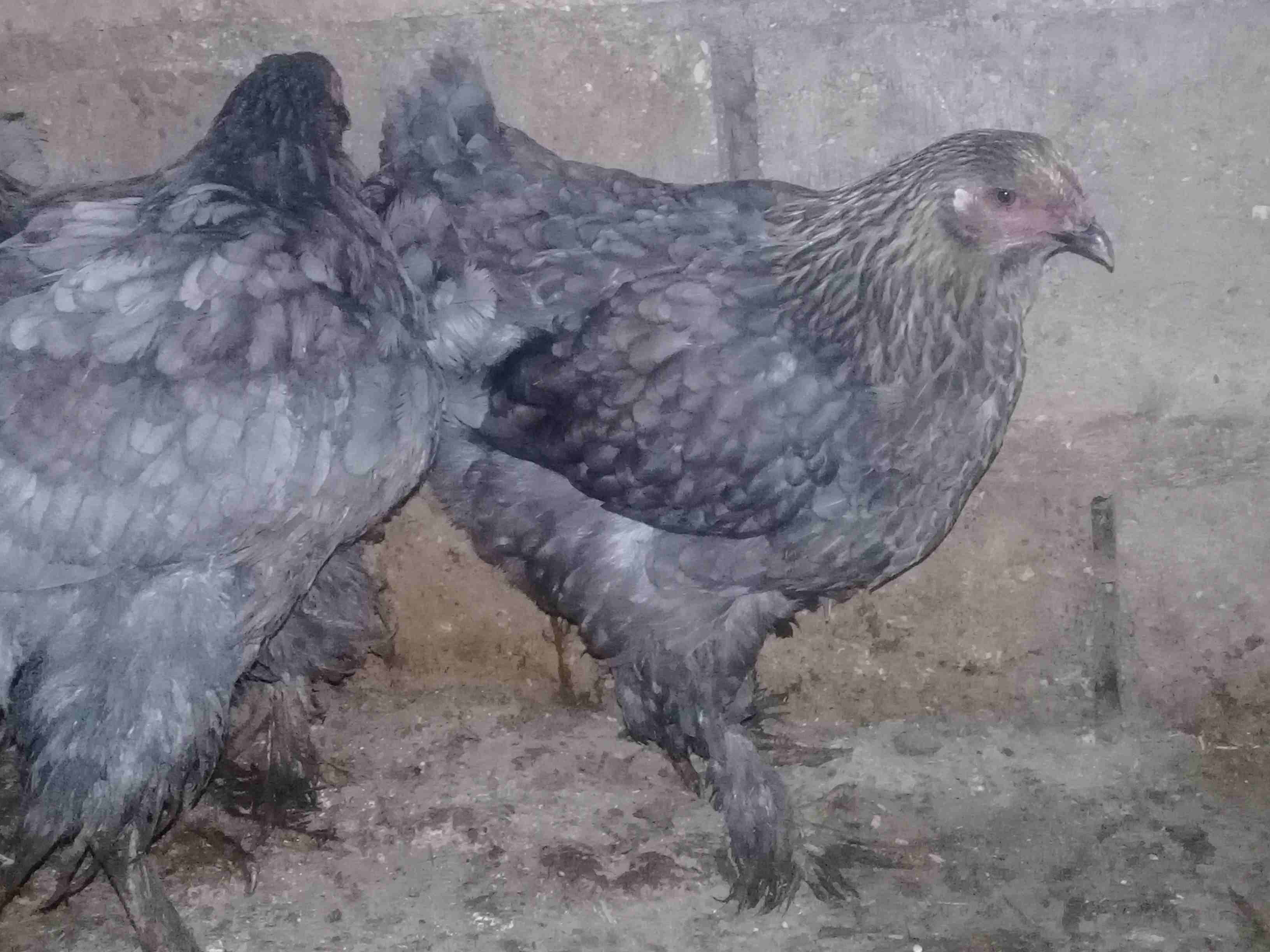 دجاج براهمي
لا تنسَ أنك شاهدت هذا الإعلان في عنكبوت
دجاج براهمي عمر 8 شهور جميع الالوان للبيع بسع...