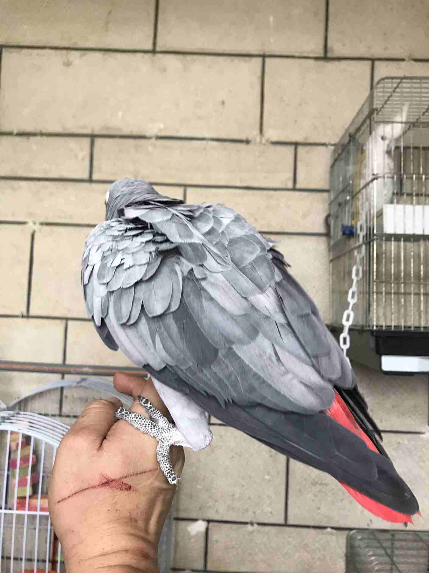كاسكو عدد 2 للبيع
لا تنسَ أنك شاهدت هذا الإعلان في عنكبوت
كاسكو لون ثلجي بحكي 30 كلمه 370 دينار
ك...