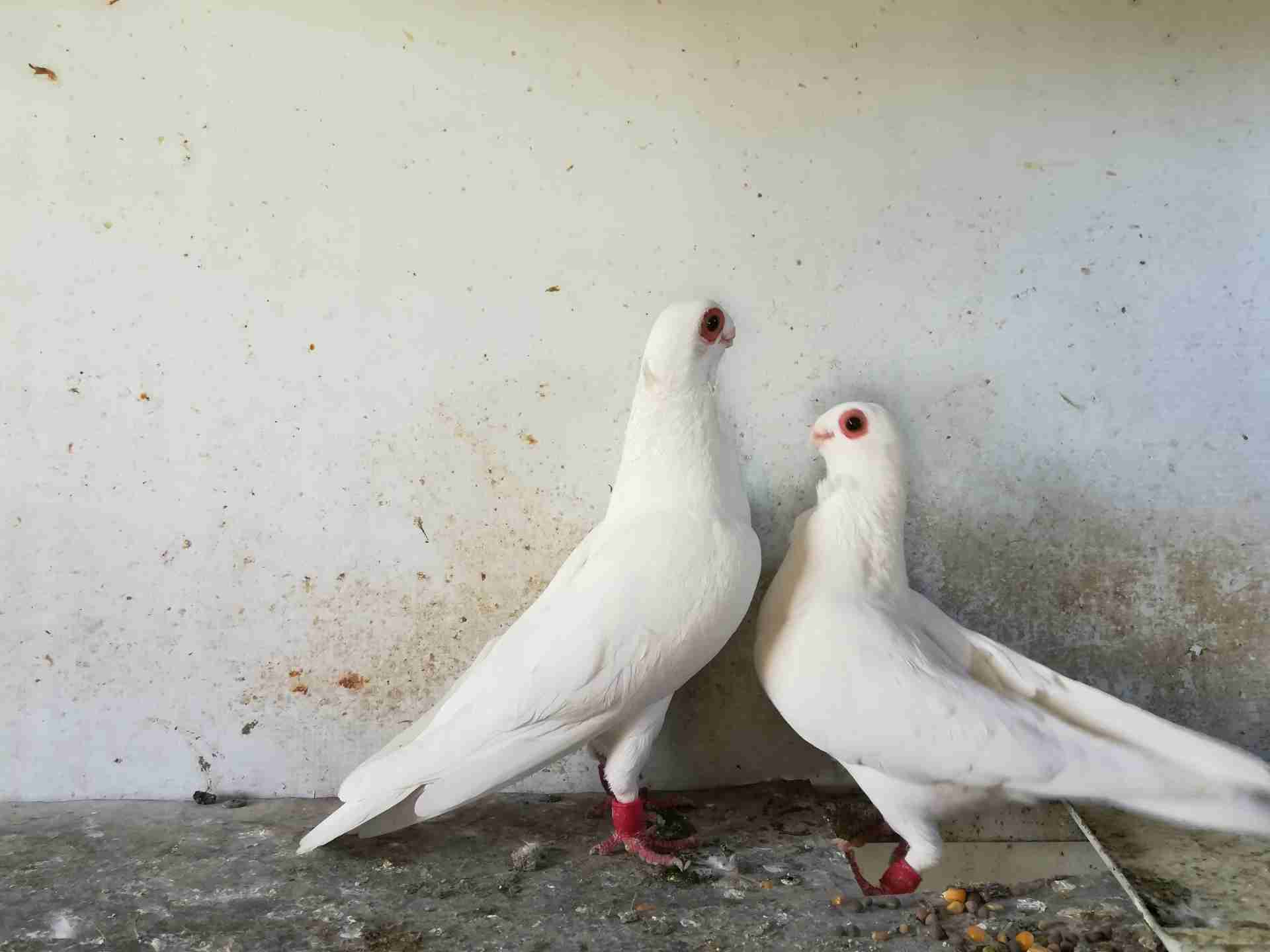 فحل وطيره مخاليف
لا تنسَ أنك شاهدت هذا الإعلان في عنكبوت
بدايه شغل حبات حلوه.وجفن وسيع ومعول...