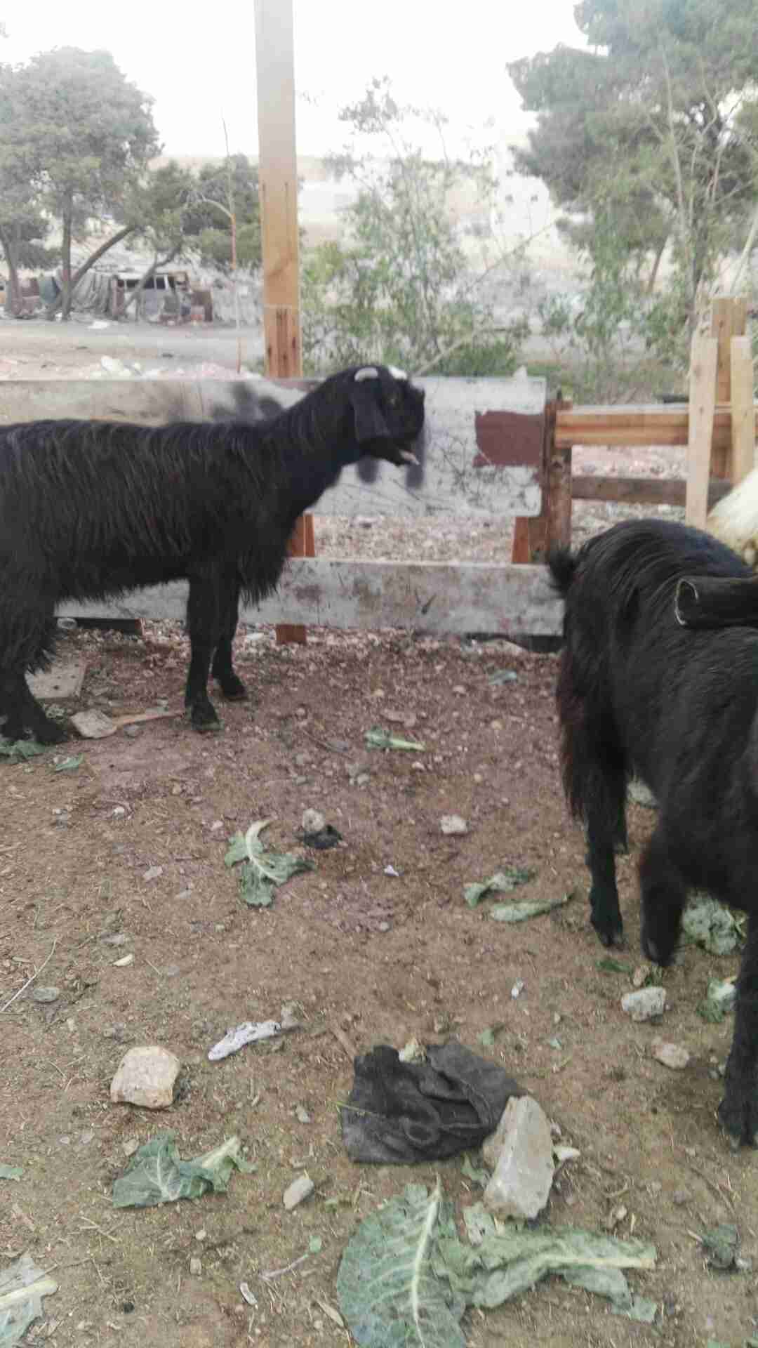 عنز بند وق شامي                                            


	 				لا تنسَ أنك شاهدت هذا الإعلان في عنكبوت            
	 				
                                عنز بندوق شامي للبيع عدد 2...