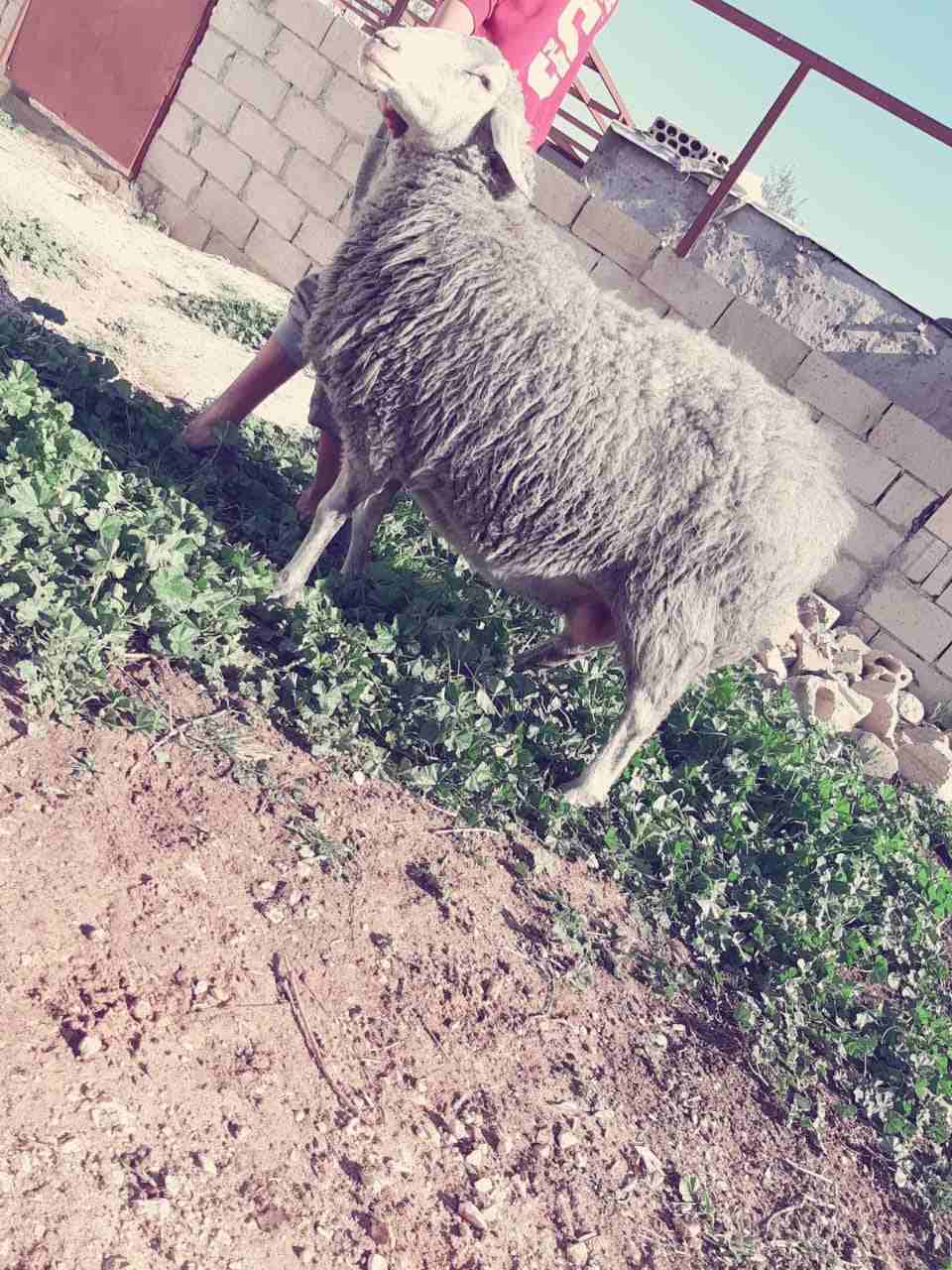 نعاج عساف اصلي للبيع او للبدل عل باص)(انا مجرد ناشر لا اتابع تعليقات)
لا تنسَ أنك شاهدت هذا الإعلان في عنكبوت...