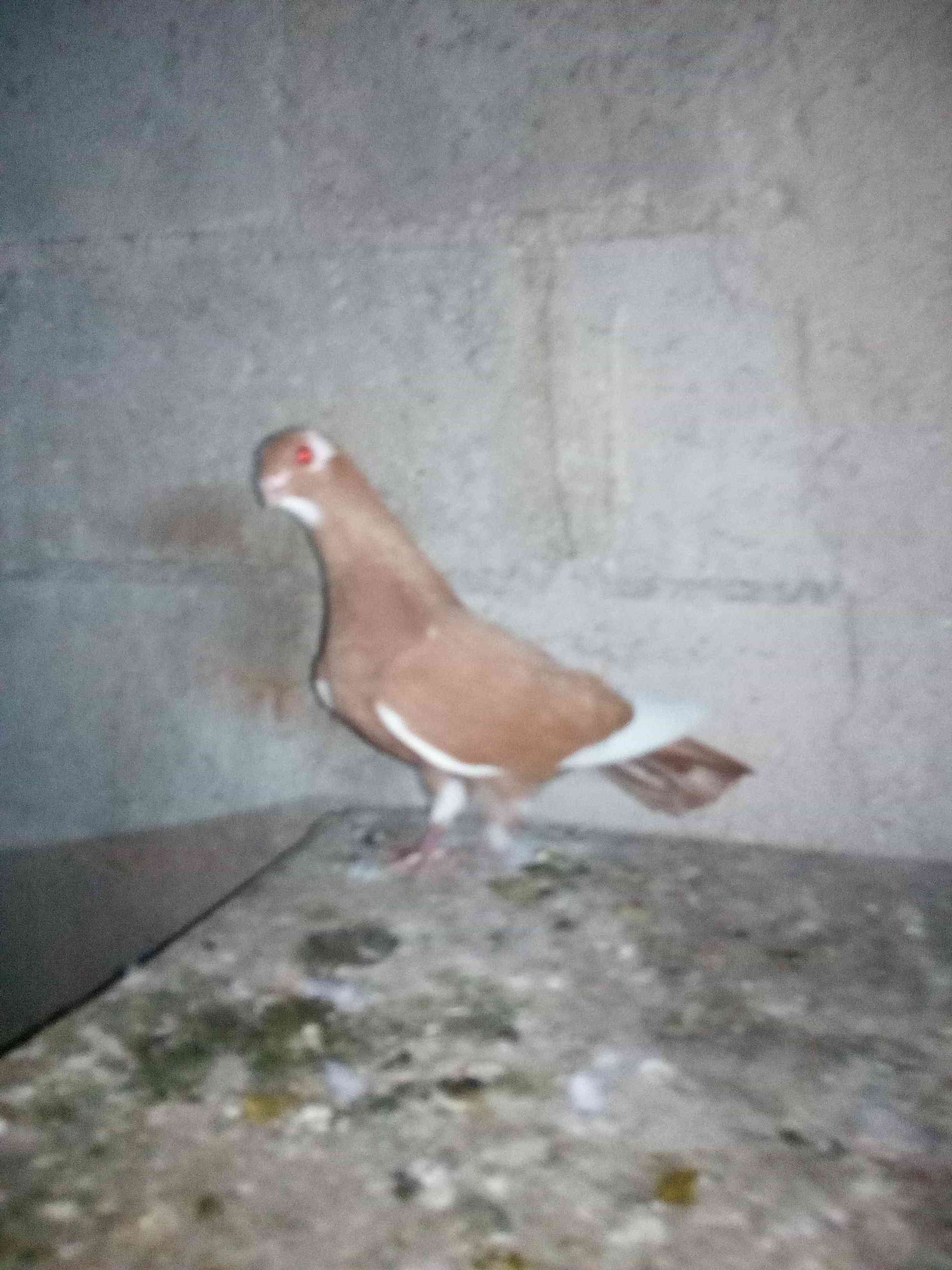 طيره مرقعه صفره للبيع                                            


	 				لا تنسَ أنك شاهدت هذا الإعلان في عنكبوت            
	 				
                                ....