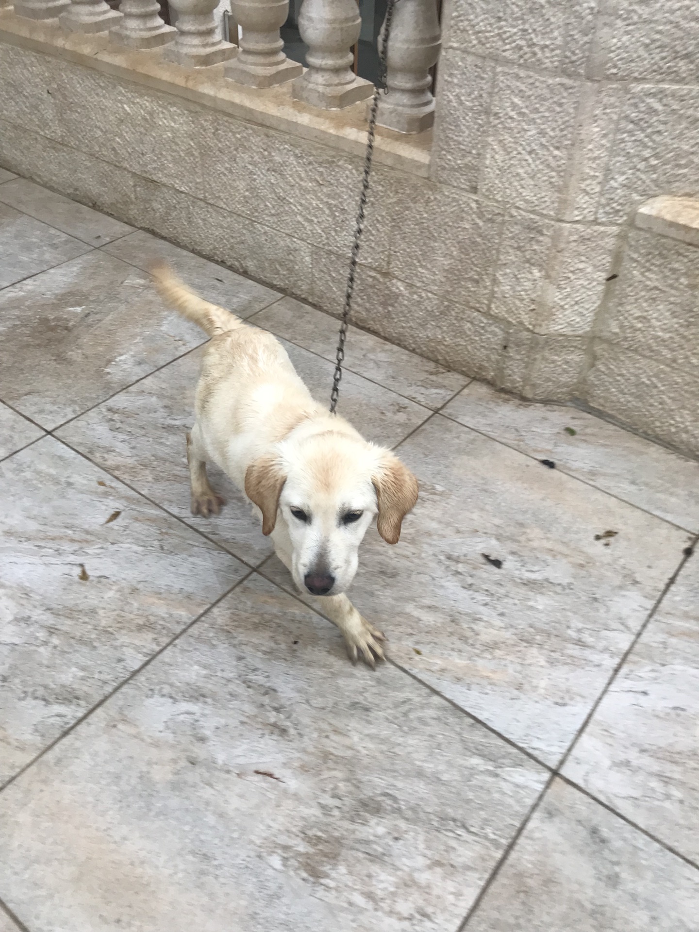 100% pure Labrador Retriever puppy for sale
لا تنسَ أنك شاهدت هذا الإعلان في عنكبوت
6 months...