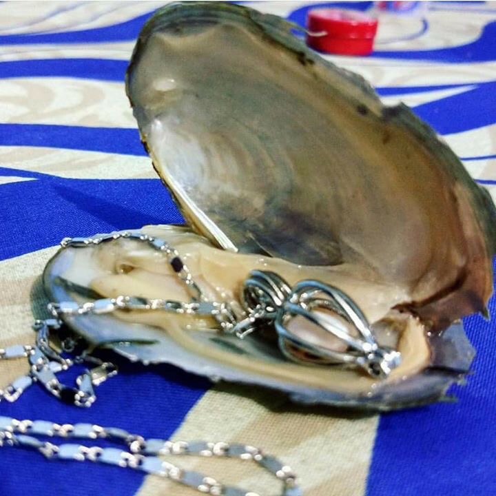 هدية قلادة اللؤلؤة
لا تنسَ أنك شاهدت هذا الإعلان في عنكبوت
أجمل وأغرب هدية تقدم لأجمل بنت بمن...