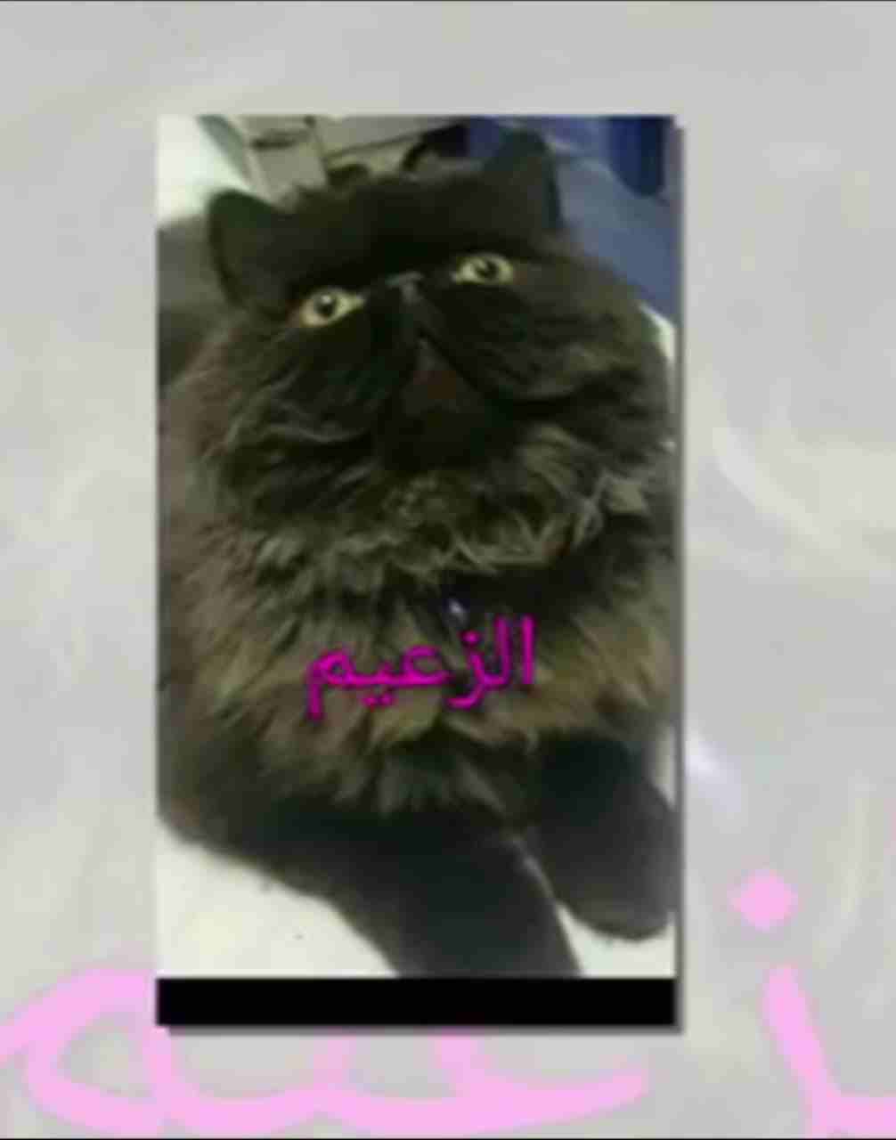 ذكررر للتزاوج                                            


	 				لا تنسَ أنك شاهدت هذا الإعلان في عنكبوت            
	 				
                            ذكر للتزاوج
بسم الله وتبارك الله العظيم 
ال...