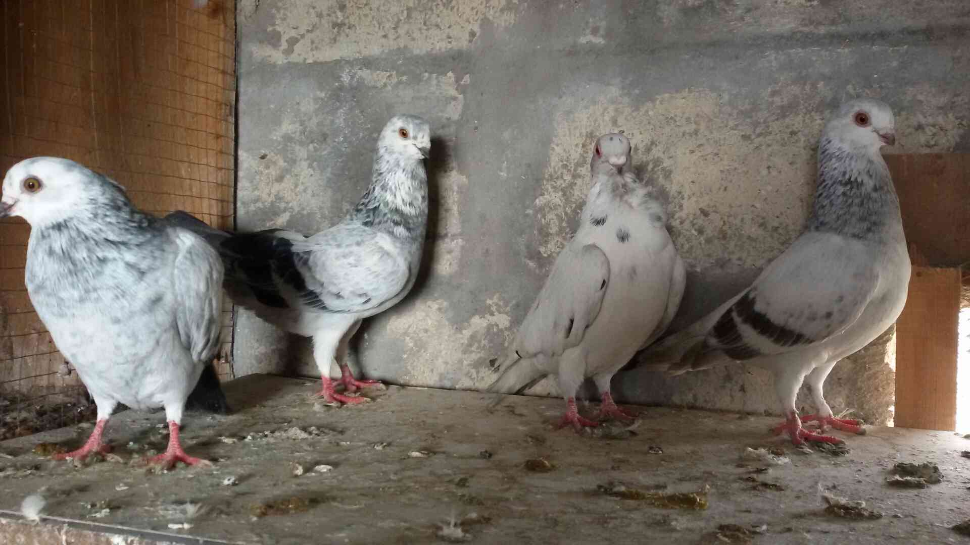 حمام للبيع
لا تنسَ أنك شاهدت هذا الإعلان في عنكبوت
للبيع 47 طير مشكله فيها اجواز وكش البيع كو...