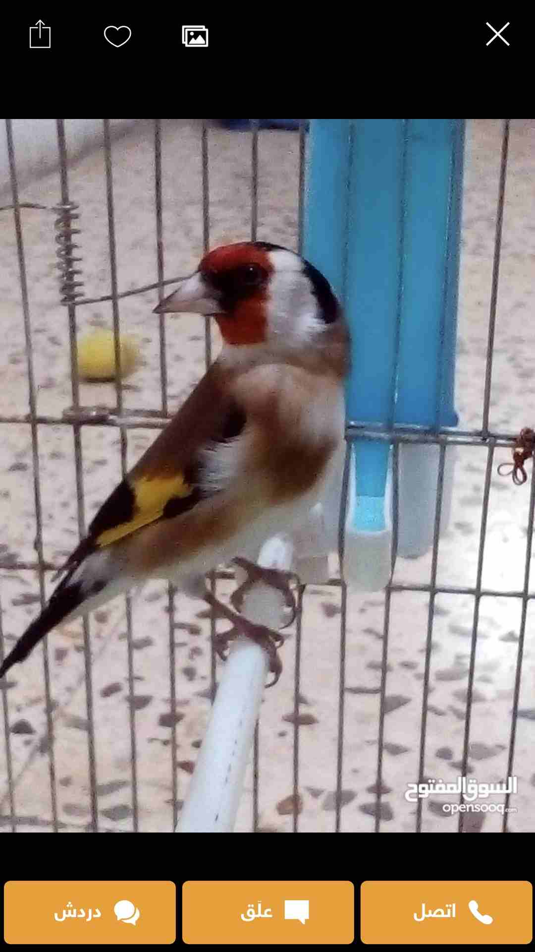 حسون تشريني شغل سوريا الو عندي ست شهور بغني موجود باسواق السلطان                                            


	 				لا تنسَ أنك شاهدت هذا الإعلان في عنكبوت...