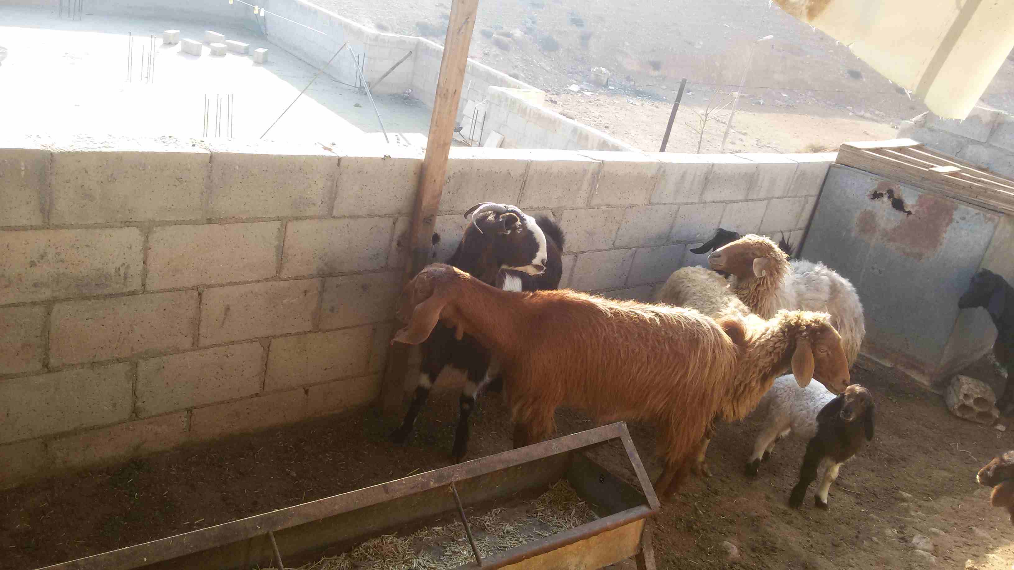 ماعز وغنم للبيع
لا تنسَ أنك شاهدت هذا الإعلان في عنكبوت
5 ثنايا هادات
1عنز هاده
2 نعجتين معهن خ...