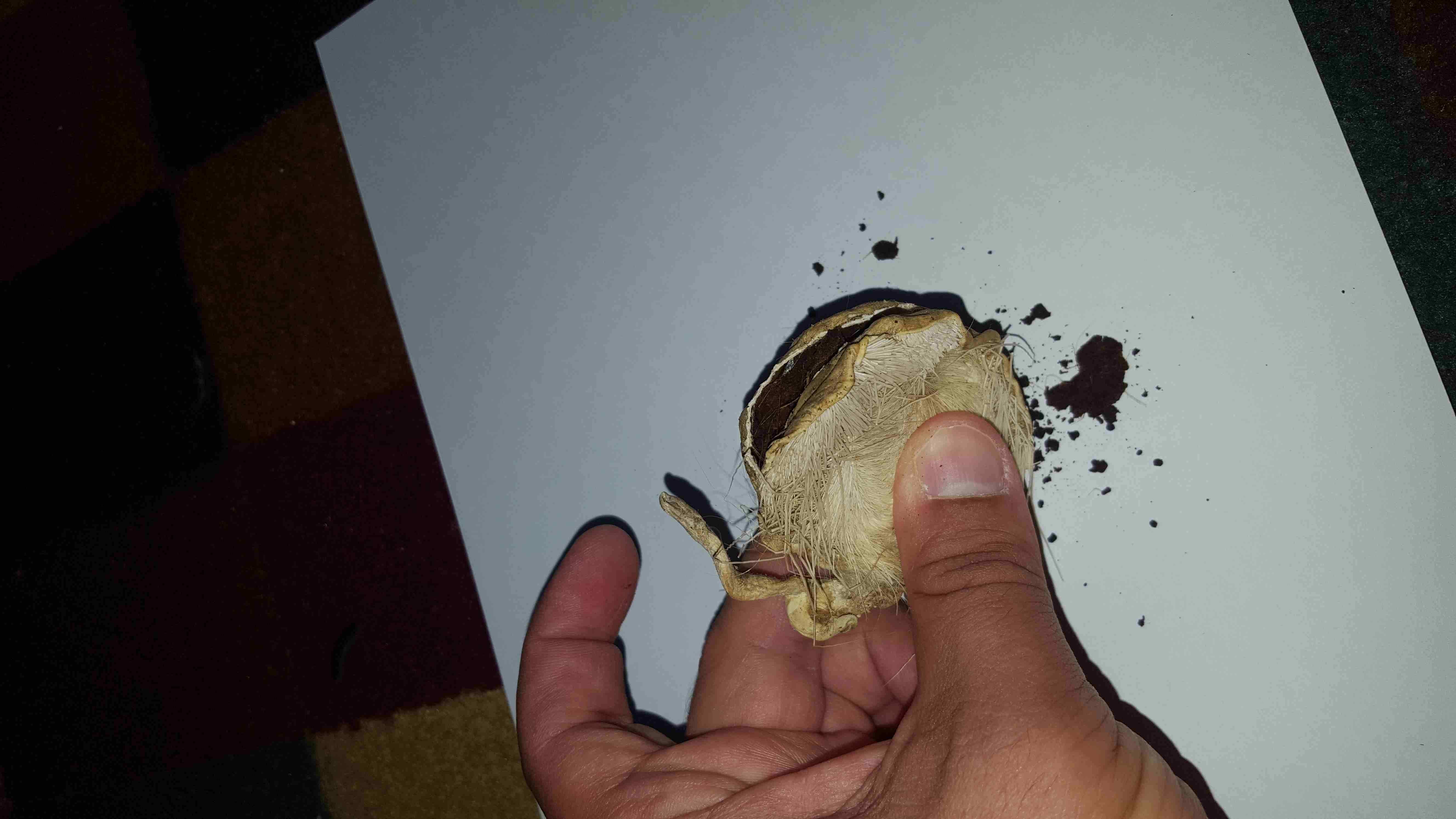 صرة مسك غزال أصلي بودرة خام
لا تنسَ أنك شاهدت هذا الإعلان في عنكبوت
الى عشاق الأصل .. الى عشاق ال...