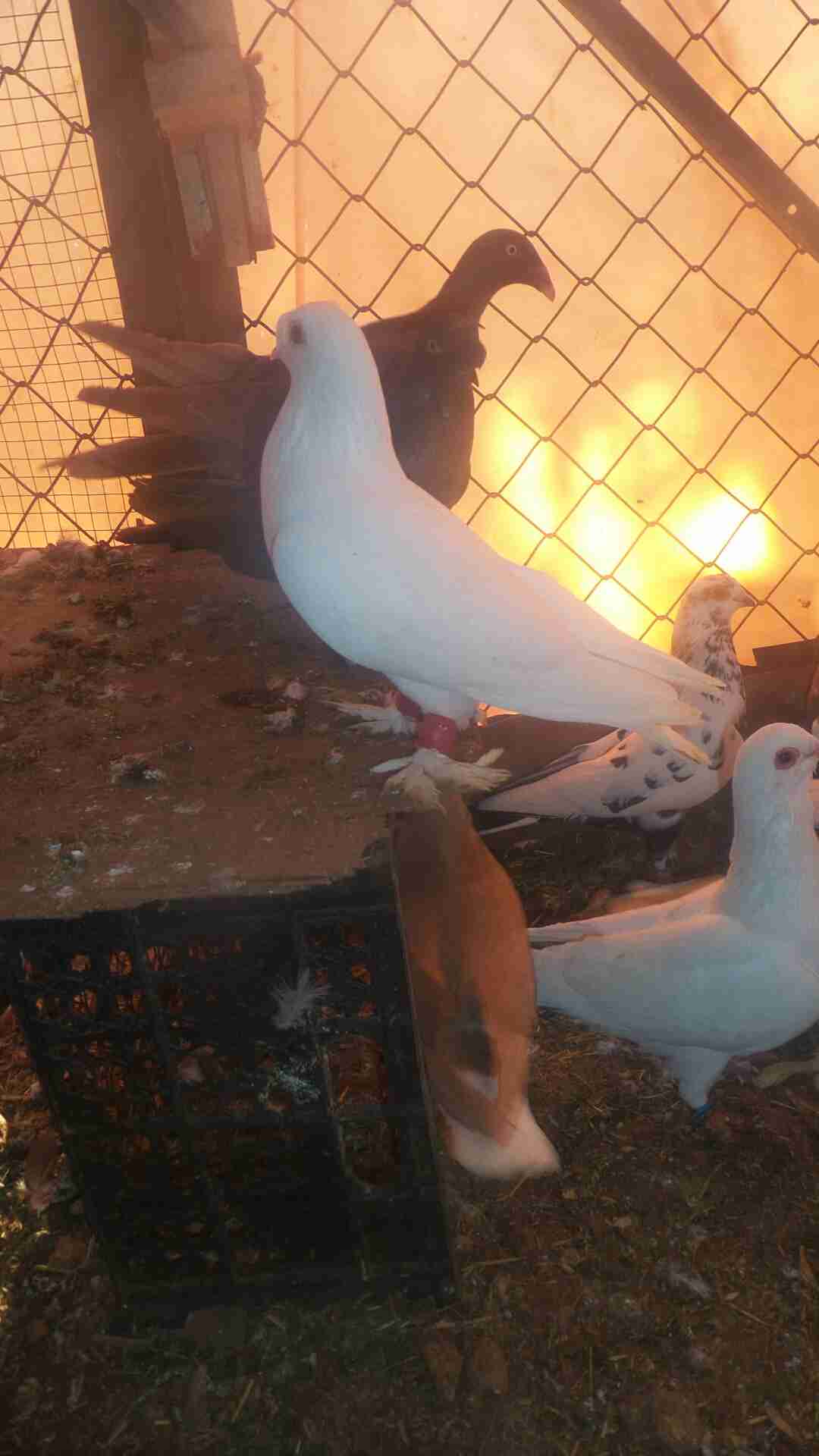 في 40حبه كلها نخب مافيها طير كبير وفيها 4طواير اسماء
لا تنسَ أنك شاهدت هذا الإعلان في عنكبوت...