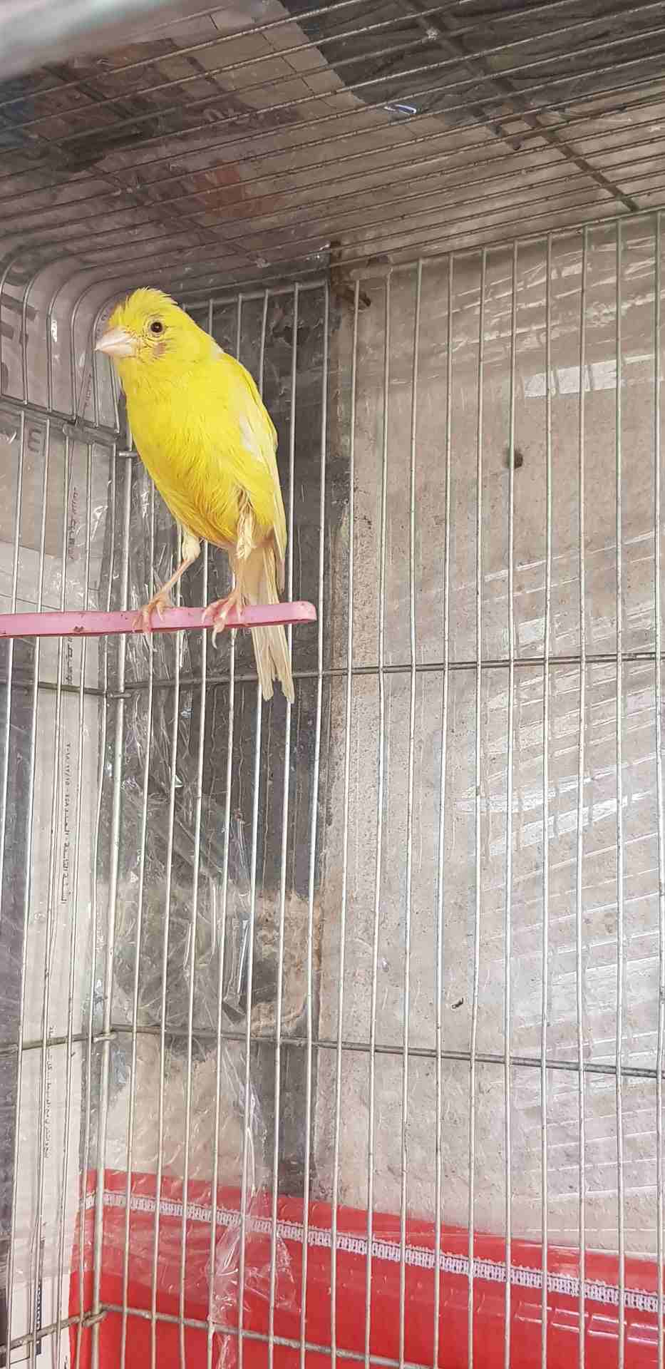 طيره كنار
لا تنسَ أنك شاهدت هذا الإعلان في عنكبوت
طيره ليموني جاهزه فل ام فراخ 15 دينار
جبل طارق...