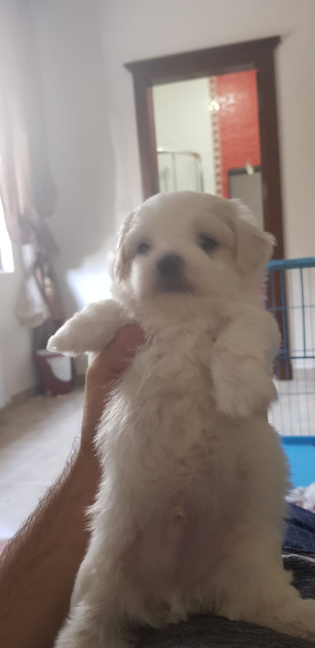 Imported maltese
لا تنسَ أنك شاهدت هذا الإعلان في عنكبوت
Imported Maltese Dogs
The parents h...