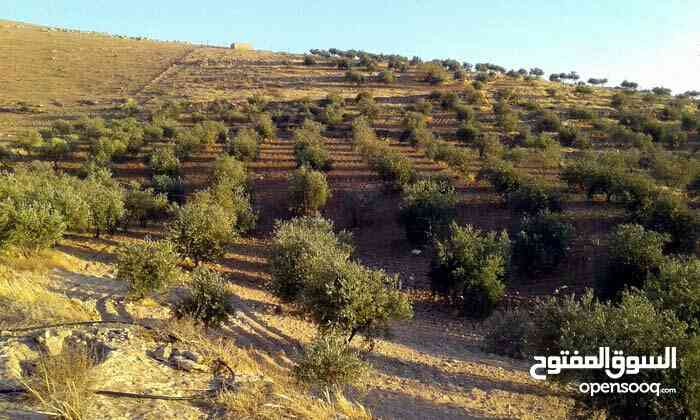 زيت  زيتون                                            


	 				لا تنسَ أنك شاهدت هذا الإعلان في عنكبوت            
	 				
                                زيت زيتون بلدي من اراضي سحم الكفارات 95 ال...