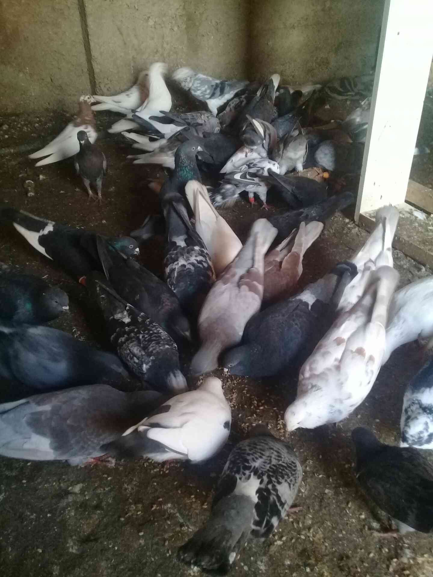اربد شارع فوعرا
لا تنسَ أنك شاهدت هذا الإعلان في عنكبوت
27 جوز حمام نضيف مشكل بندوق كلو شغال...