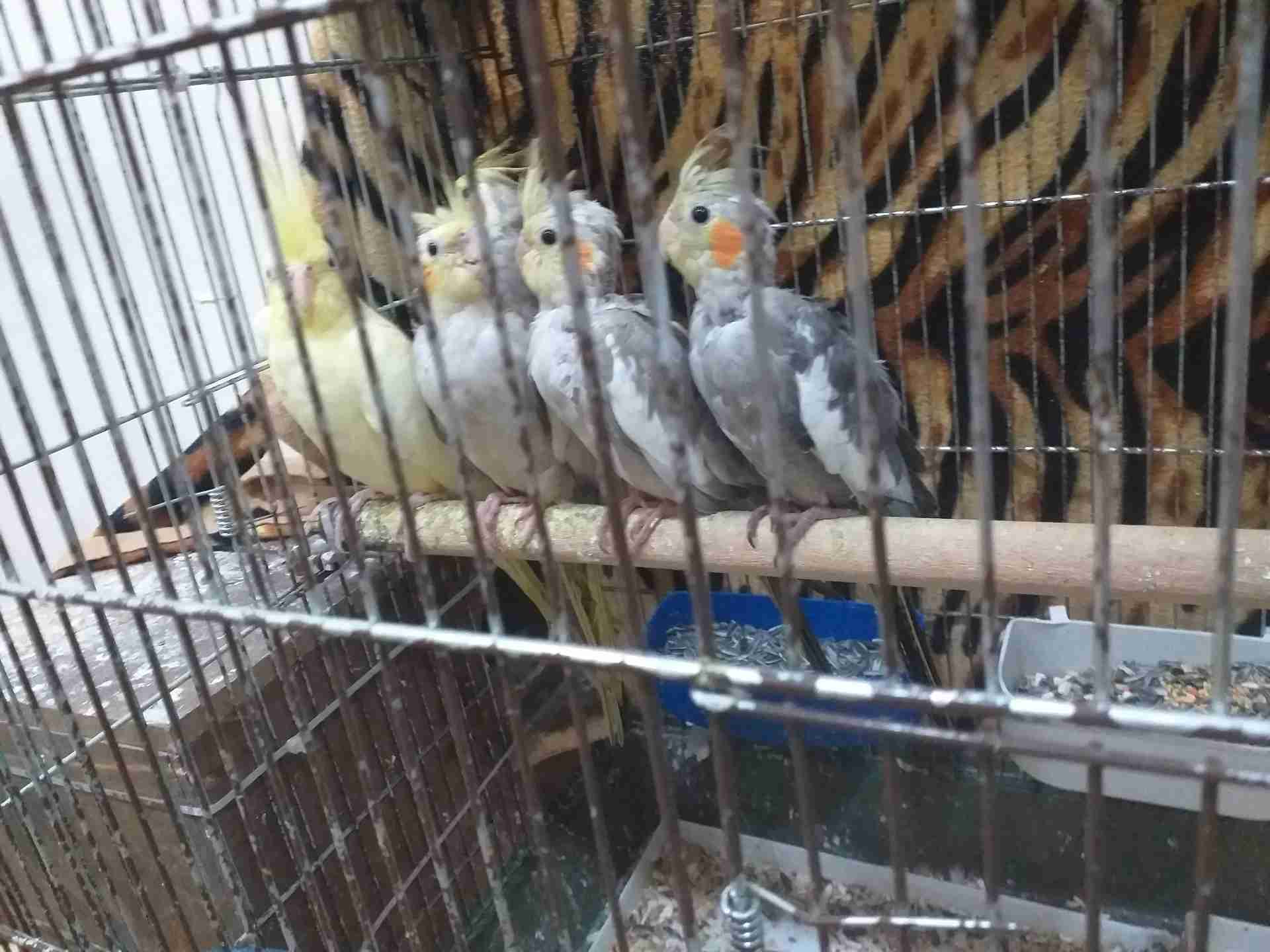 جوز كوكتيل للبيع مع 3فراخ ماشاء الله
لا تنسَ أنك شاهدت هذا الإعلان في عنكبوت
جوز كوكتيل للبي...