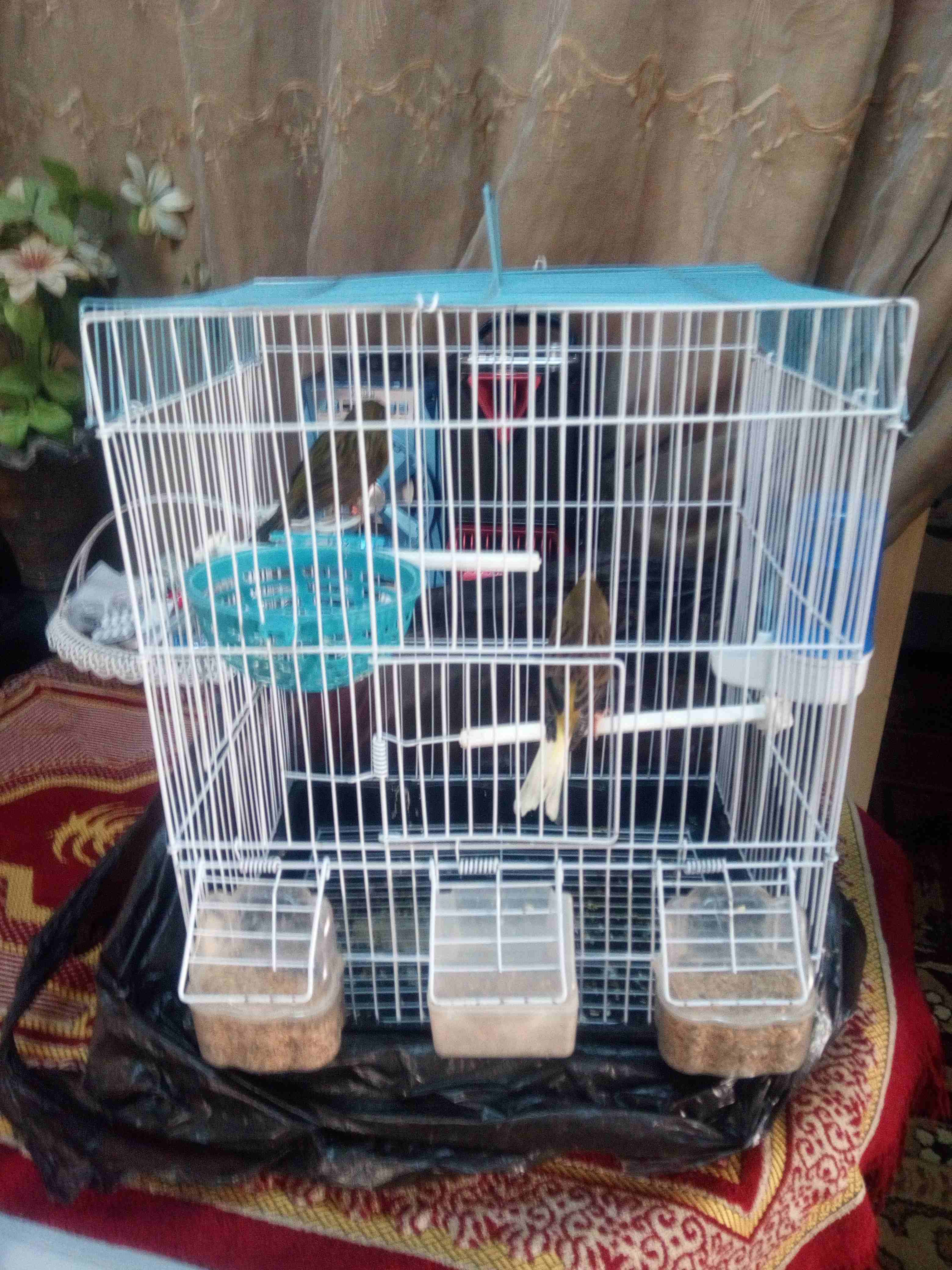 كنارات للبيع
لا تنسَ أنك شاهدت هذا الإعلان في عنكبوت
جوز كنار للبيع اول خيرهم
الذكر حبشي زي النار...