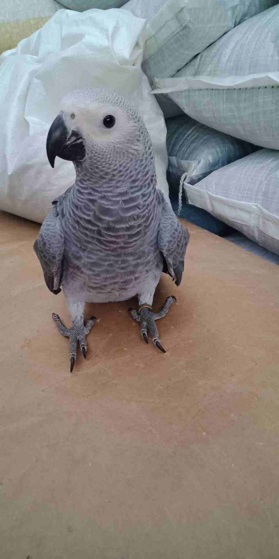 فرخ كاسكو عين سوده طمس مزرعه حجل ذهبي راس طير حجم جامبو ثوب ثلجي جناح كامل صحه
لا تنسَ أنك شاهدت هذا الإعلان في عنكبوت...
