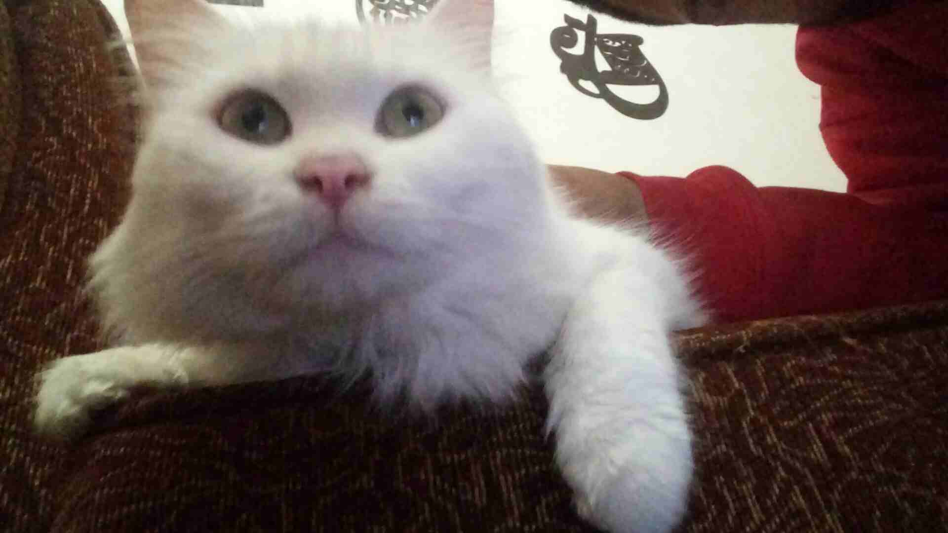 قطه شيرازي
لا تنسَ أنك شاهدت هذا الإعلان في عنكبوت
قطه شيرازي ابيض عيونها خضر ومشالله عليها بتجنن...
