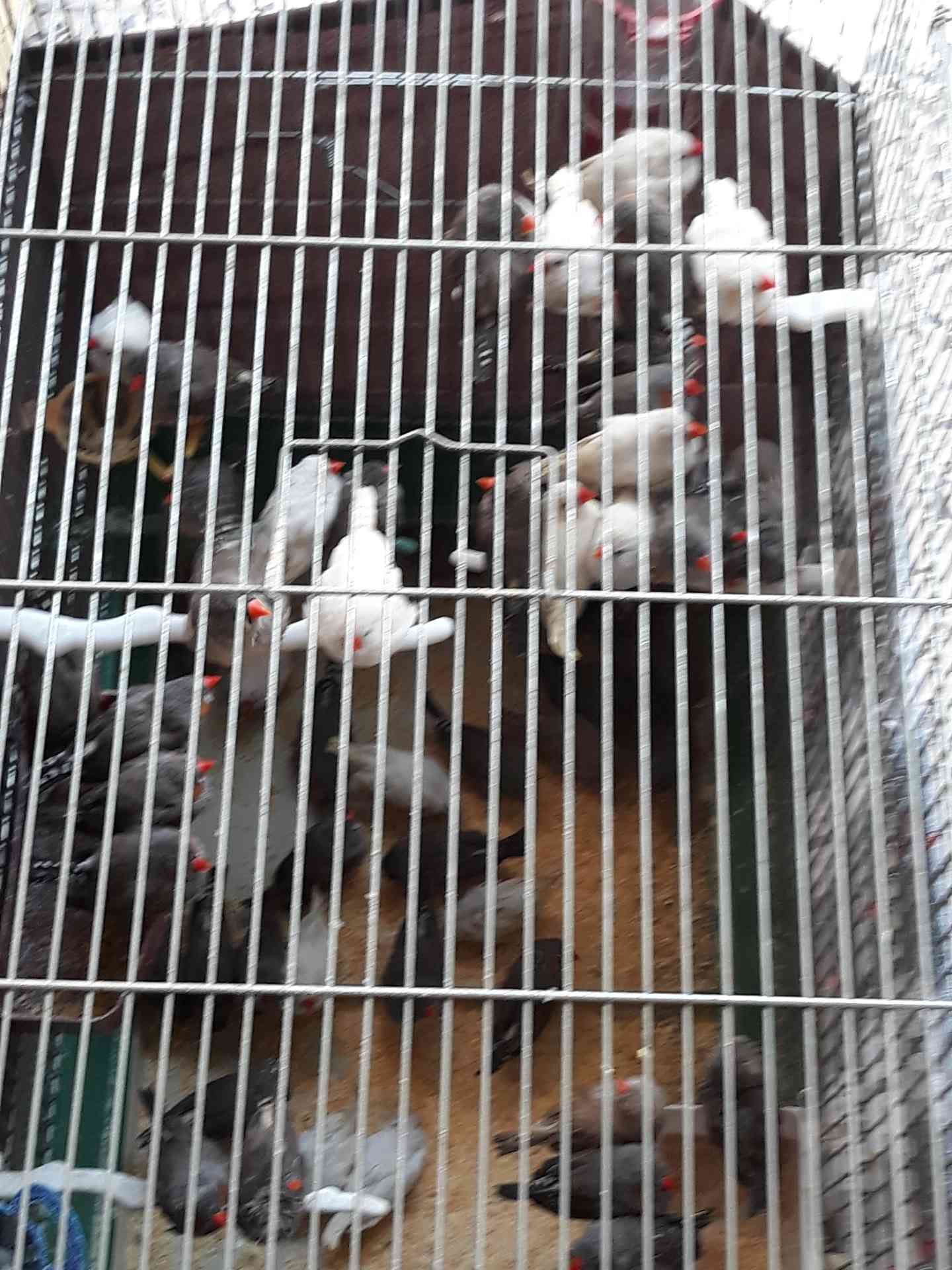 لبيع سعر حرق  0788147291                                            


	 				لا تنسَ أنك شاهدت هذا الإعلان في عنكبوت            
	 				
                                لبيع 0788147291

	 				رقم...