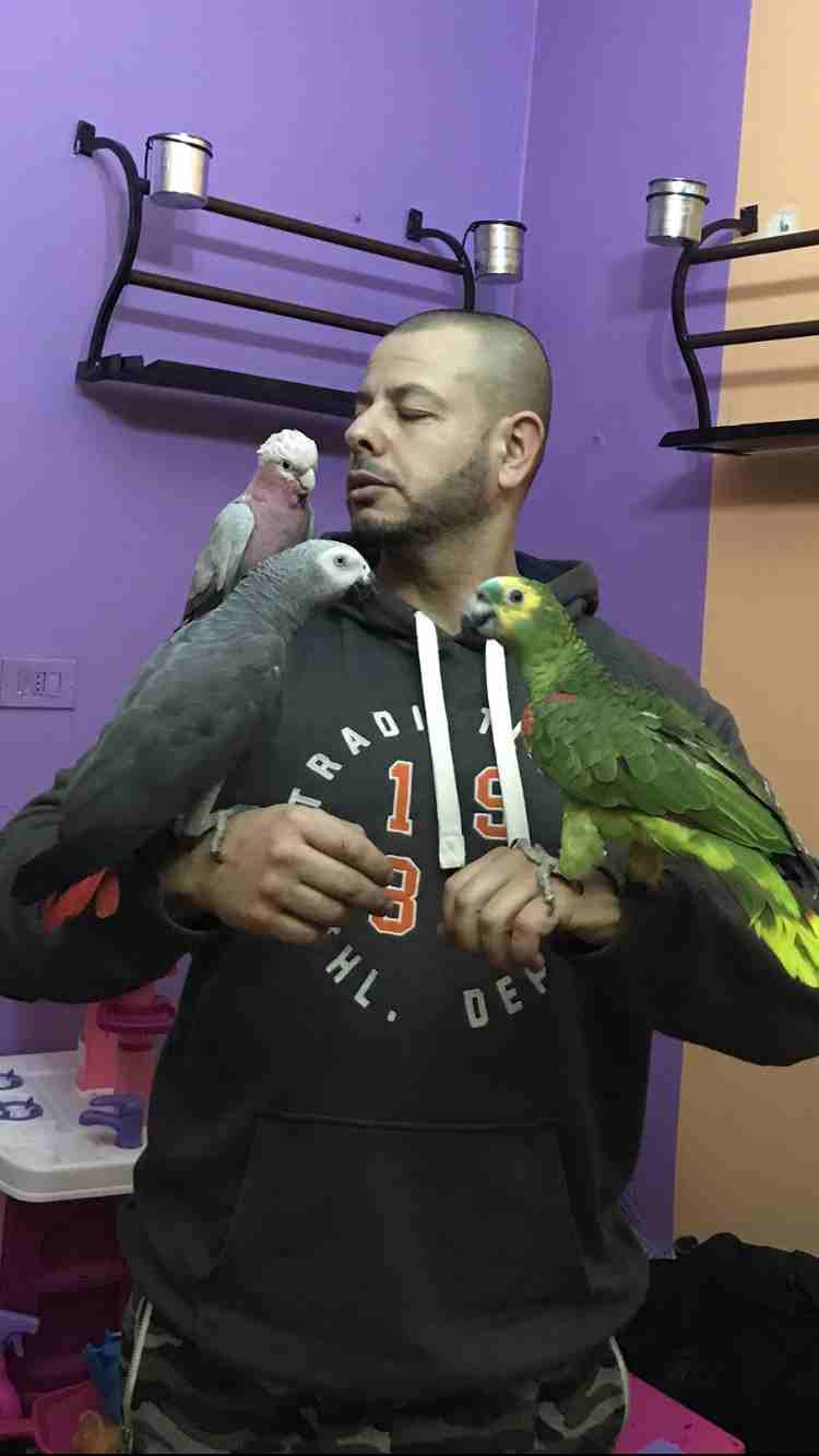 خبير طيور المعاكيف ابو ايهم
لا تنسَ أنك شاهدت هذا الإعلان في عنكبوت
بيع شراء تبديل ترويض علاج ق...