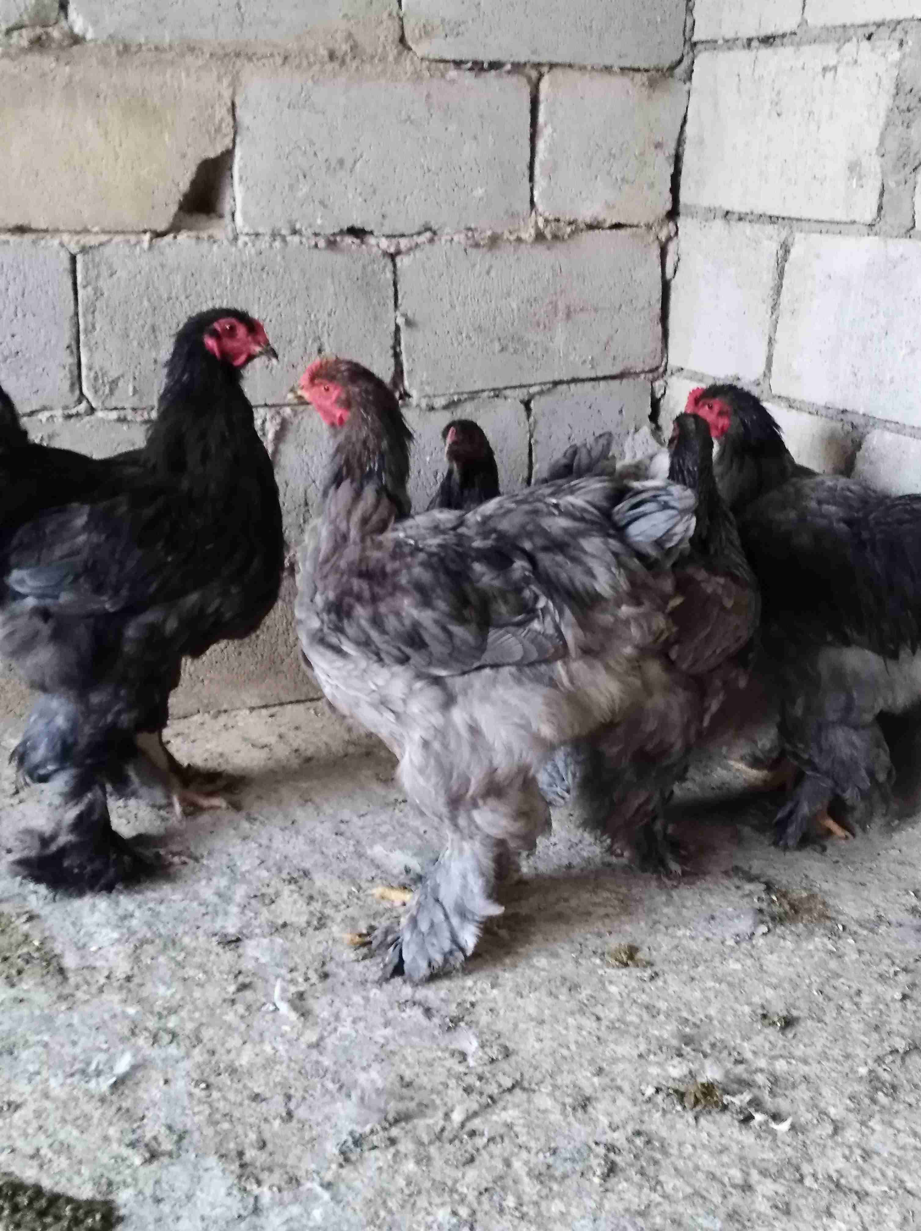 جاج براهمي سوبر جامبو للبيع أو للبدل على جاج بلدي 0772032530
لا تنسَ أنك شاهدت هذا الإعلان في عنكبوت...