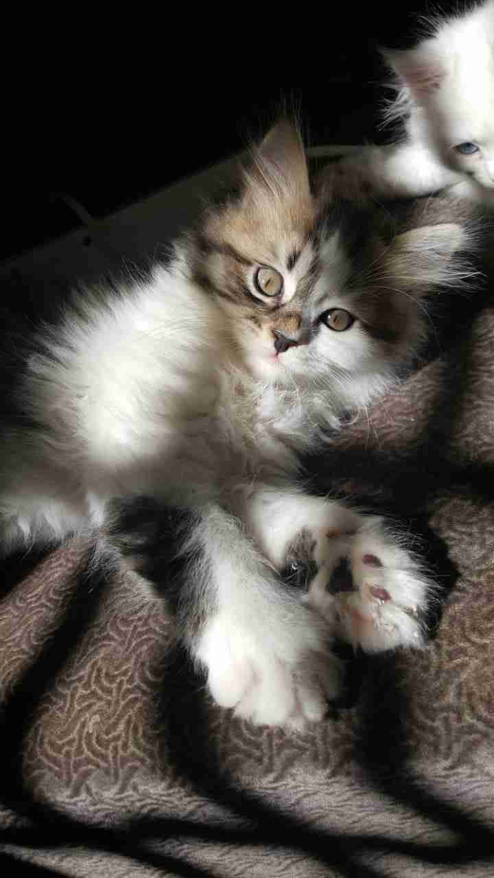 3 Vaccinated kittens
لا تنسَ أنك شاهدت هذا الإعلان في عنكبوت
Hello, if you are interested in...