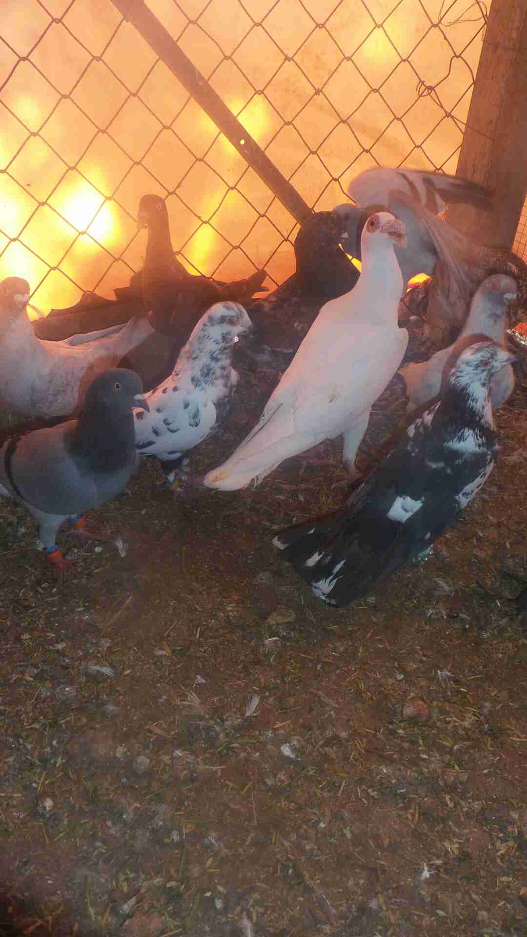 في 40حبه كلها نخب مافيها طير كبير وفيها 4طواير اسماء
لا تنسَ أنك شاهدت هذا الإعلان في عنكبوت...
