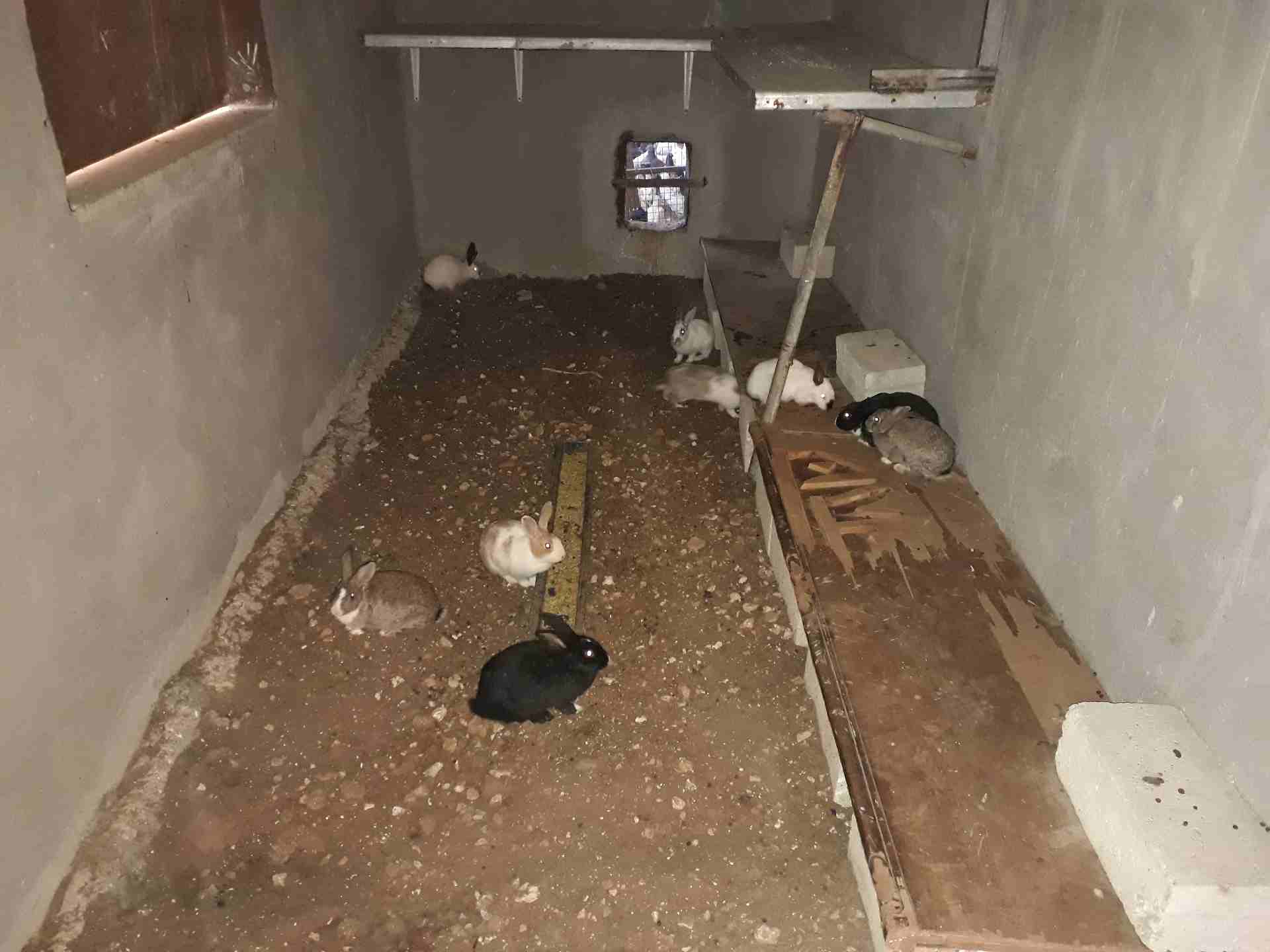 أرانب للبيع عمان 0799854051                                            


	 				لا تنسَ أنك شاهدت هذا الإعلان في عنكبوت            
	 				
                            عمان 0799854051

	 				رقم...