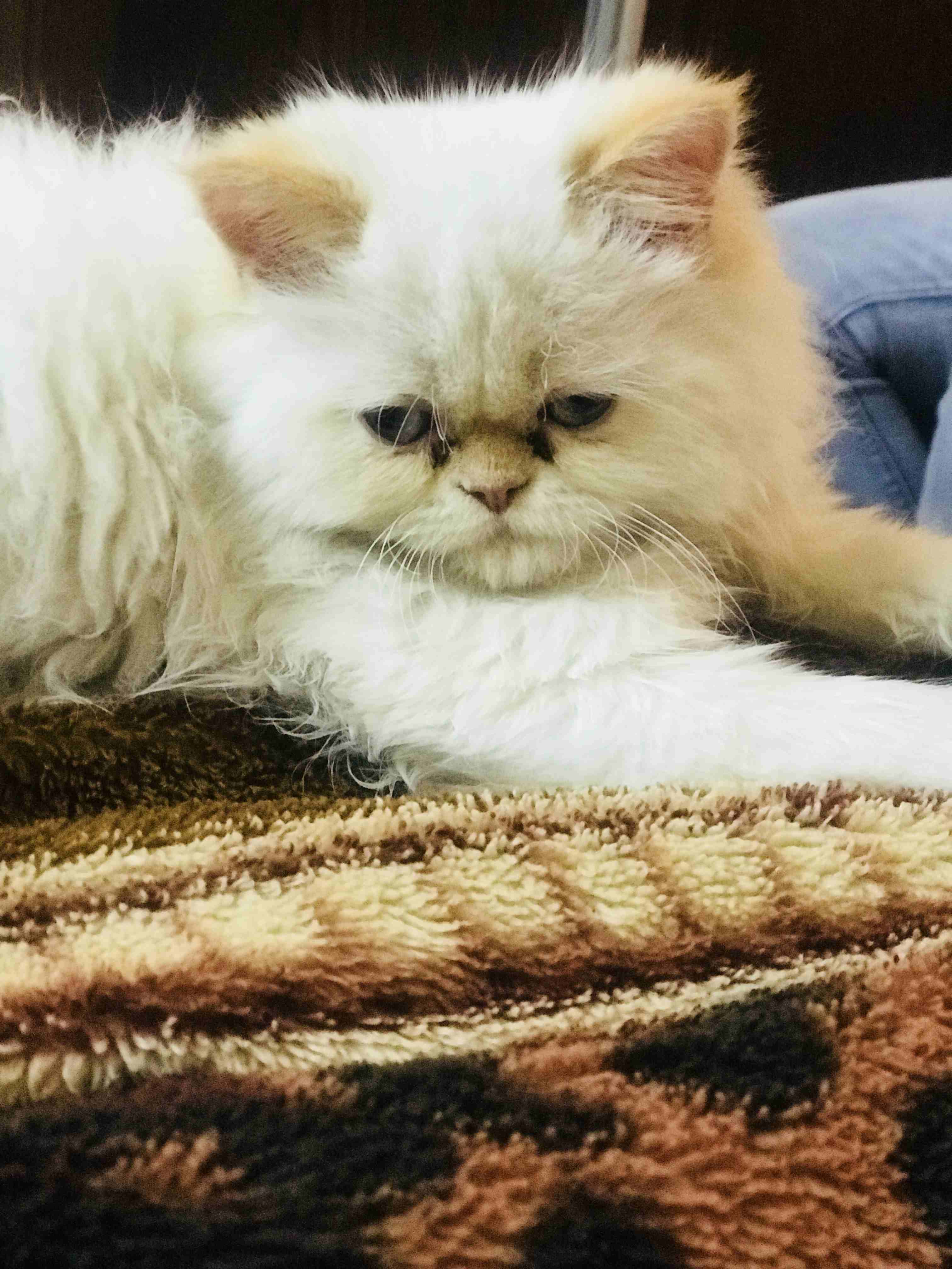 قط هملايا اورنج بيكس فيس  للبيع العمر 3  شهور للجادين التواصل على الرقم 0789973654 /0781550015                                            


	 				لا تنسَ أنك شاهدت هذا الإعلان في عنكبوت...