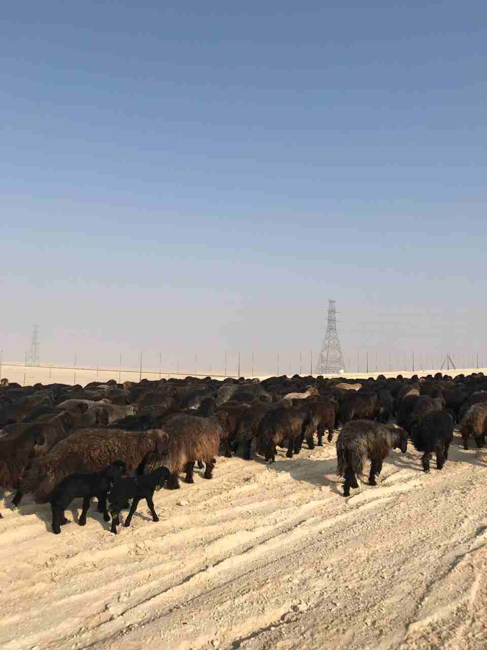 غنم للبيع عرب
لا تنسَ أنك شاهدت هذا الإعلان في عنكبوت
غنم عرب 408 رووس مراحها واحد وهي كالتالي :ع...