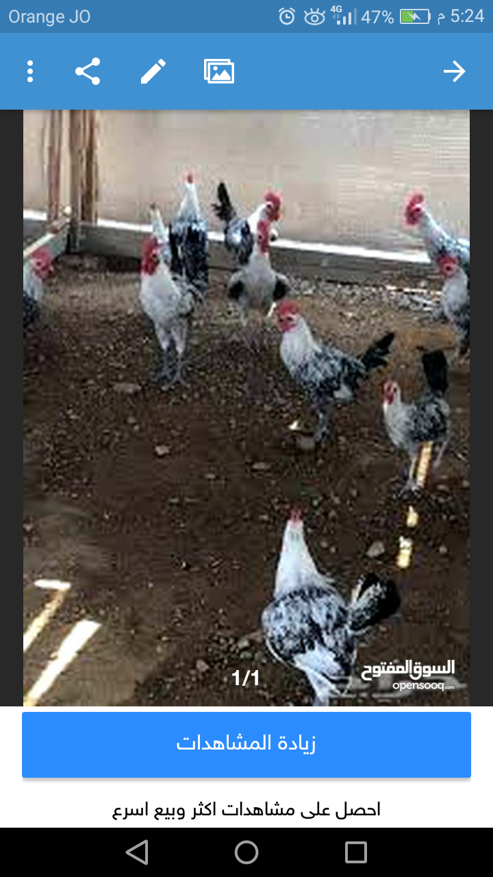 ديوك فيومي وبلدي للبيع                                            


	 				لا تنسَ أنك شاهدت هذا الإعلان في عنكبوت            
	 				
                            4 ديوك فيومي بلوغ جديد .... يعني ص...