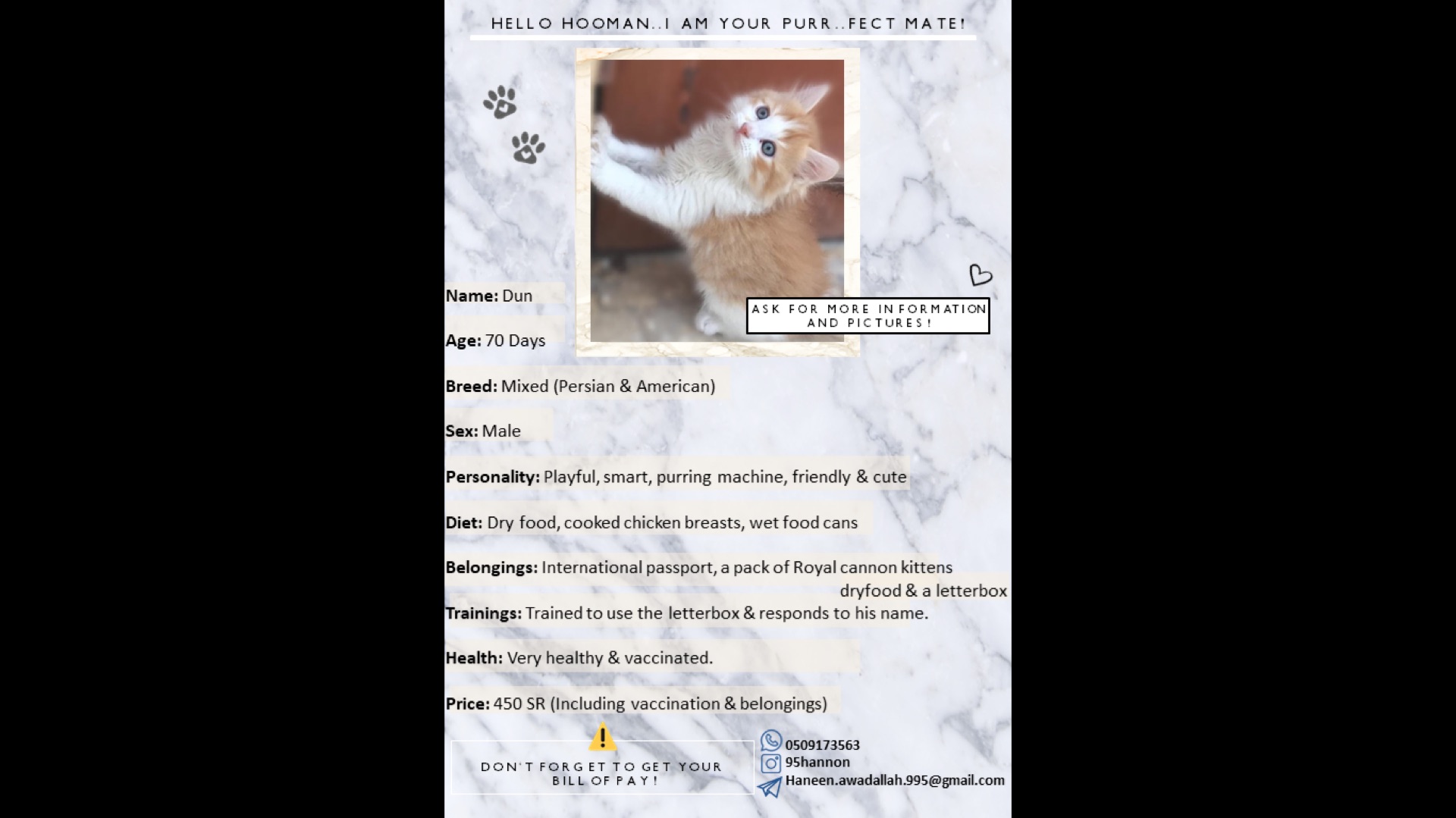 3 انواع كتنز مطعمين ومع جواز سفر- four breeds of kittens for sale                                            


	 				لا تنسَ أنك شاهدت هذا الإعلان في عنكبوت...