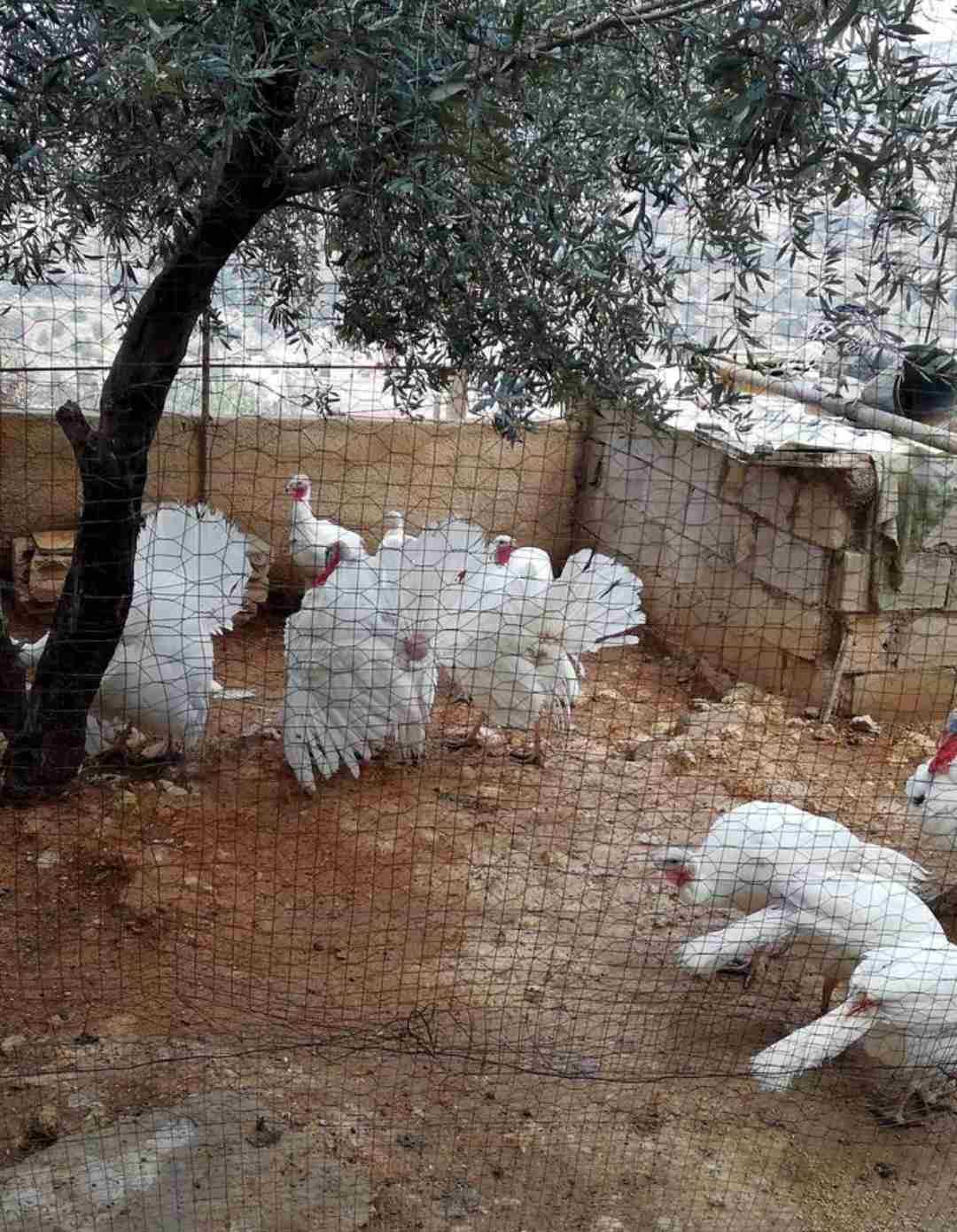 حبش هولندي
لا تنسَ أنك شاهدت هذا الإعلان في عنكبوت
يوجد ذكور حبش واناثي مستويات عاليه جدا
هو...