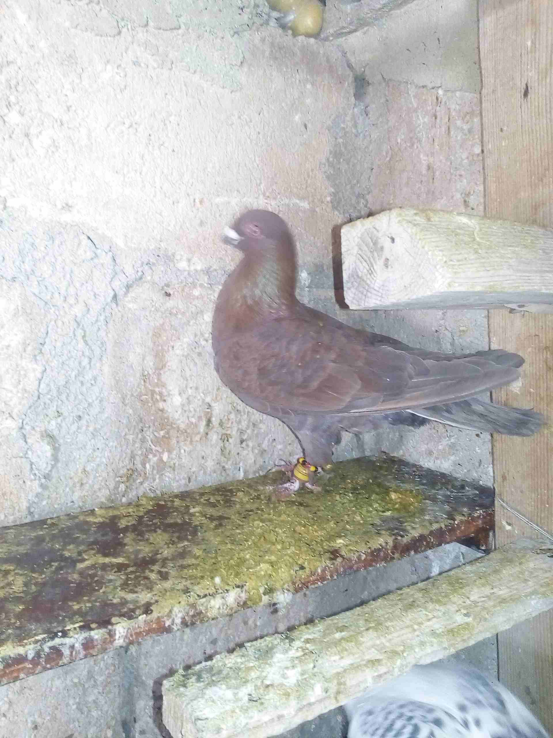 حمام صوريخ طايره بمليح بعد مادبا كش بيديك
لا تنسَ أنك شاهدت هذا الإعلان في عنكبوت
حمام زي مابدك س...