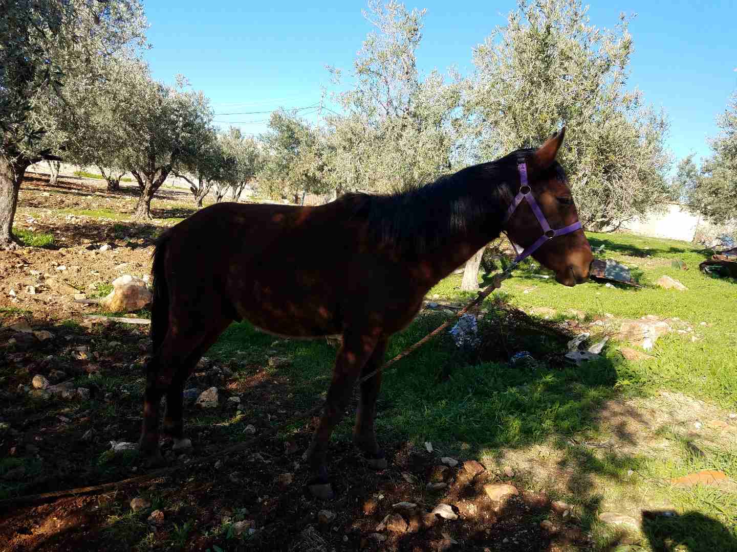 خيل للبيع بسعر  مغري                                            


	 				لا تنسَ أنك شاهدت هذا الإعلان في عنكبوت            
	 				
                            خيل للبيع بسعر  مغري
عمره سنتين وشه...