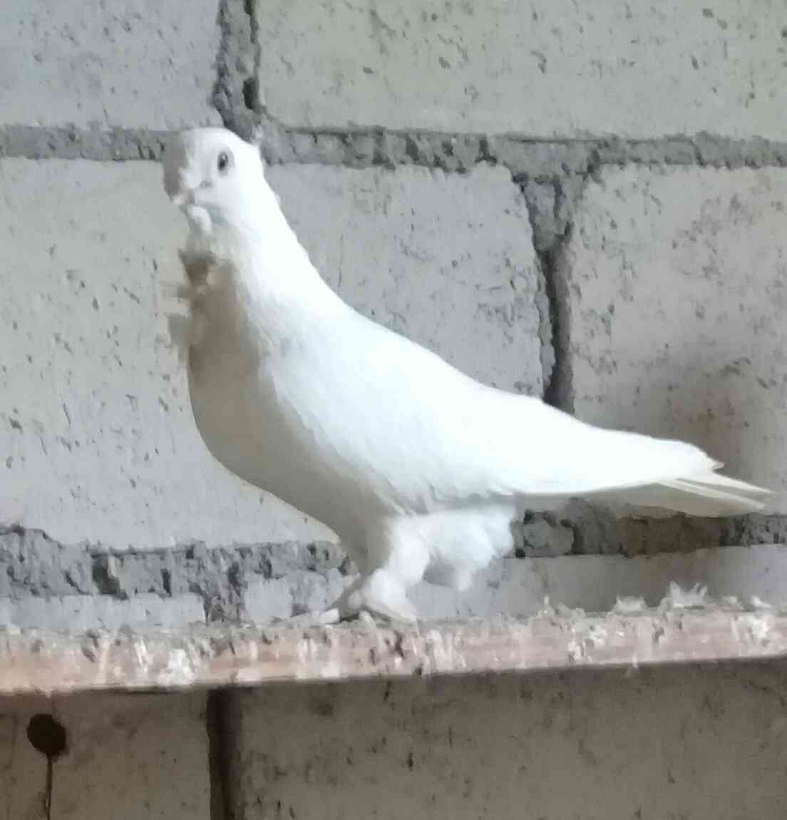 للبيع أو للبدل ذكر مكاوي ومخلوف وذكر بوز على حب او فنجز                                            


	 				لا تنسَ أنك شاهدت هذا الإعلان في عنكبوت...
