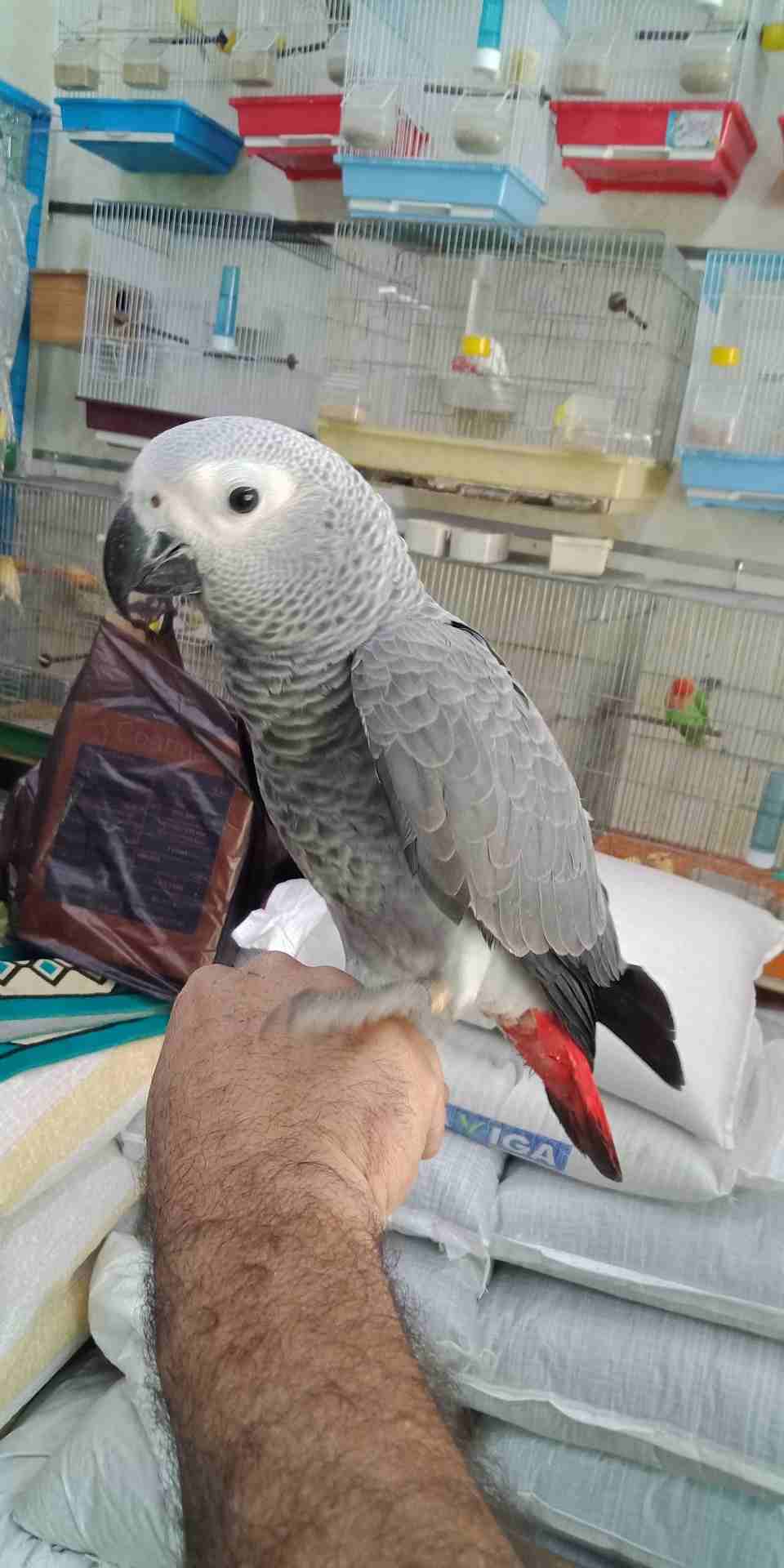 فرخ كاسكو عين سوده طمس مزرعه حجل ذهبي راس طير حجم جامبو ثوب ثلجي جناح كامل صحه
لا تنسَ أنك شاهدت هذا الإعلان في عنكبوت...