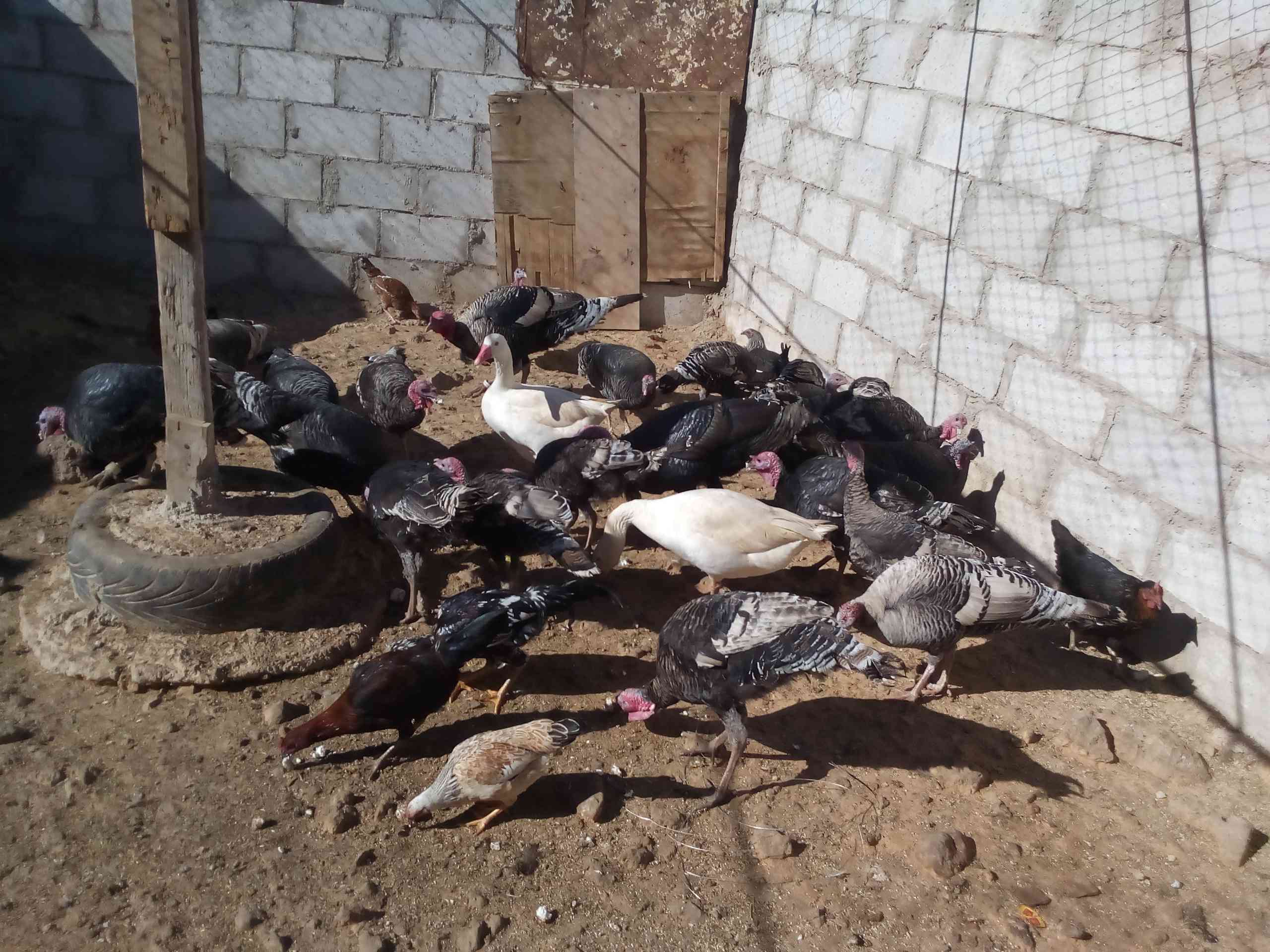 حبش نخب صحه ونضافه عل امانا                                            


	 				لا تنسَ أنك شاهدت هذا الإعلان في عنكبوت            
	 				
                                حبش نخب النخب اشي شقال وش...
