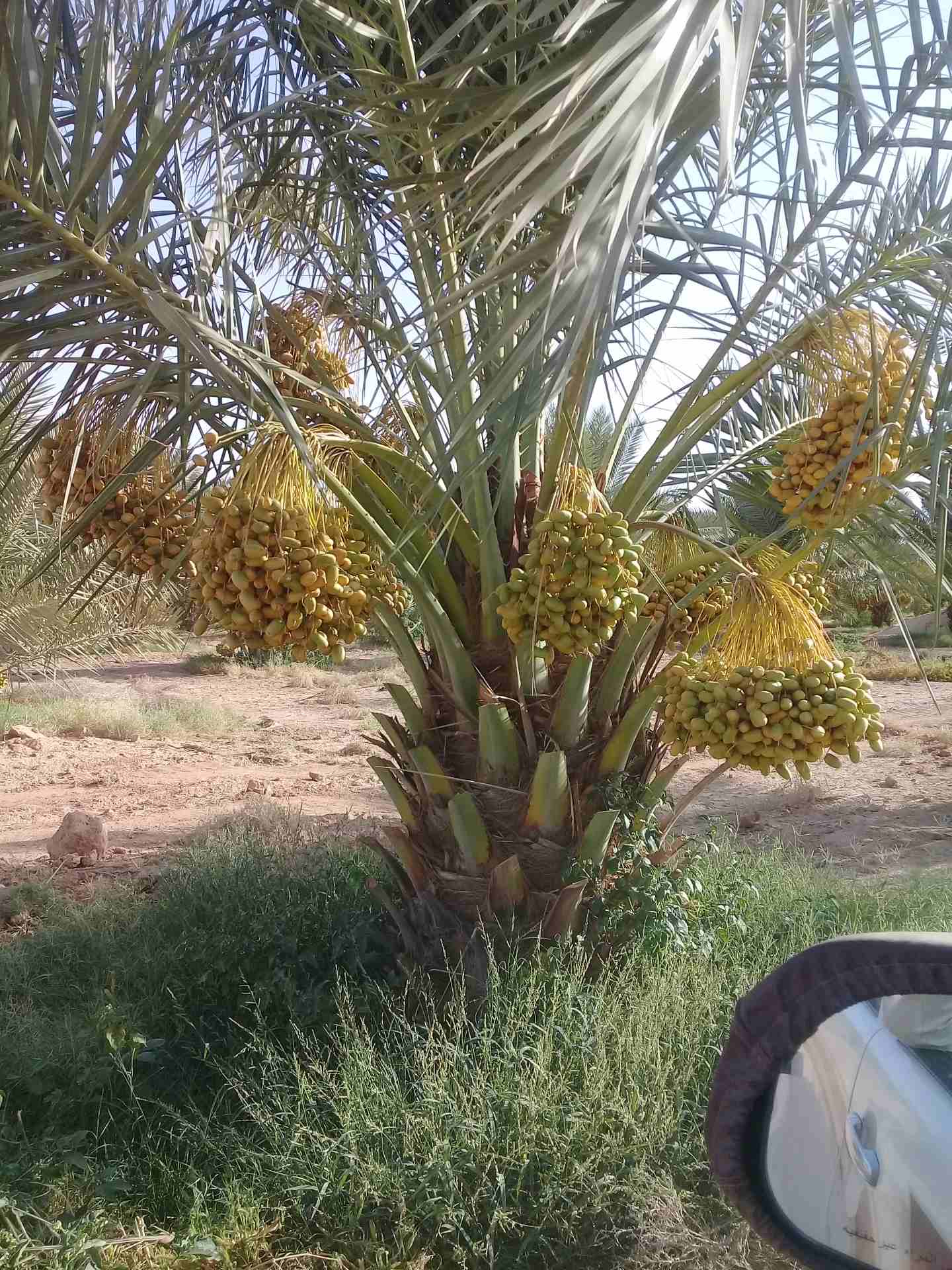 نخيل للبيع بجميع انواعها ومقاساته
لا تنسَ أنك شاهدت هذا الإعلان في عنكبوت
السلام عليكم ورحمة الله...