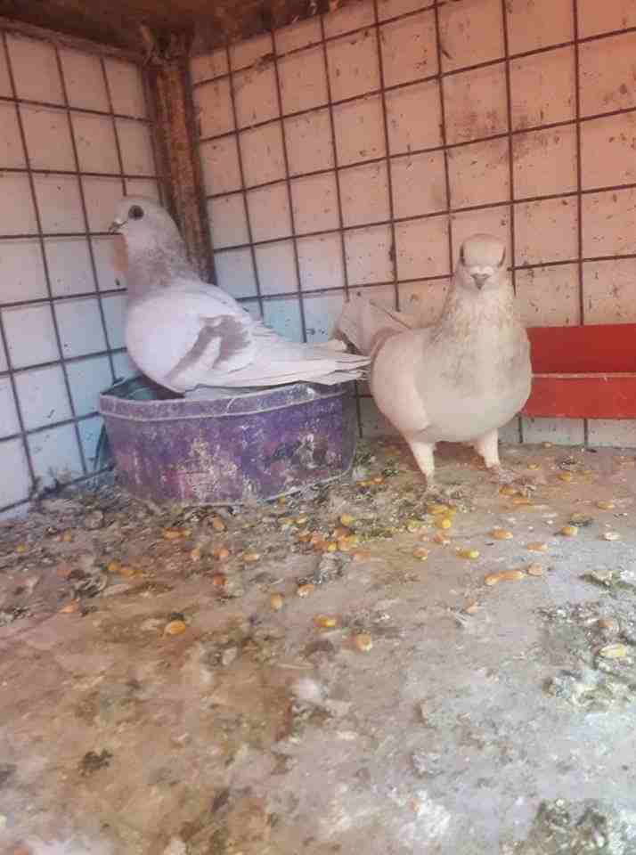 جوز كفاله بواز حمر مع فرخ بالصلاة عل النبي                                            


	 				لا تنسَ أنك شاهدت هذا الإعلان في عنكبوت            
	 				
                            جوز بواز حمر م...