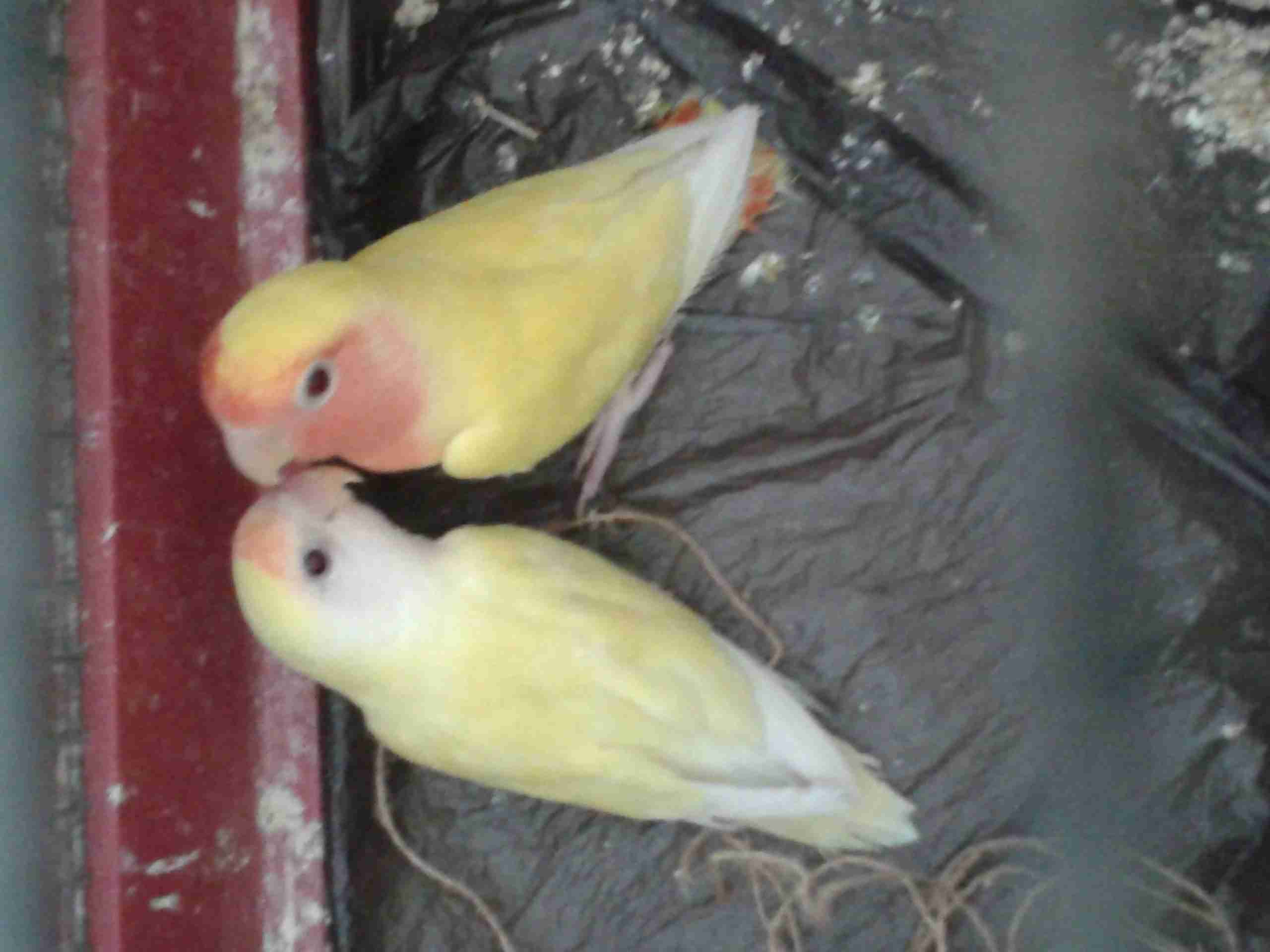 جوز روز شغالات للبيع
لا تنسَ أنك شاهدت هذا الإعلان في عنكبوت
بحفرن بالكوخ
مع قفص ثلاث معالف و...