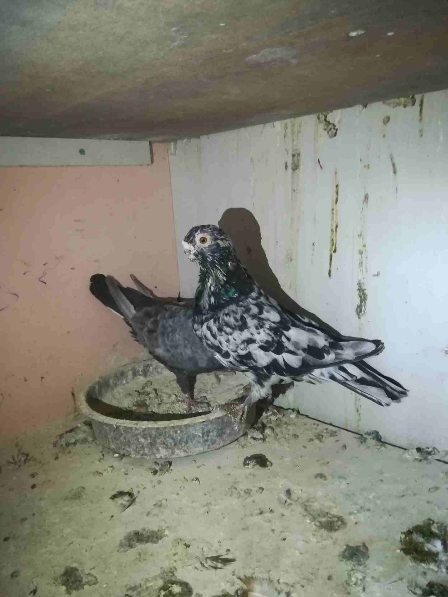 حمام للبيع جواز شغاله نضيفه
لا تنسَ أنك شاهدت هذا الإعلان في عنكبوت
حمام للبيع او للبدل على عصافي...