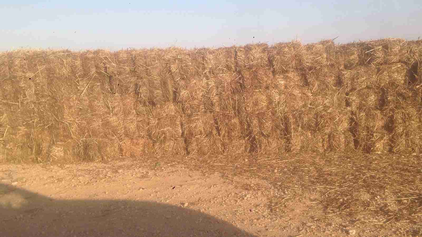 اعلاف ذرة جيزاني
لا تنسَ أنك شاهدت هذا الإعلان في عنكبوت
اعلاف ذرة جيزانية اطيب نوع اكثر من م...