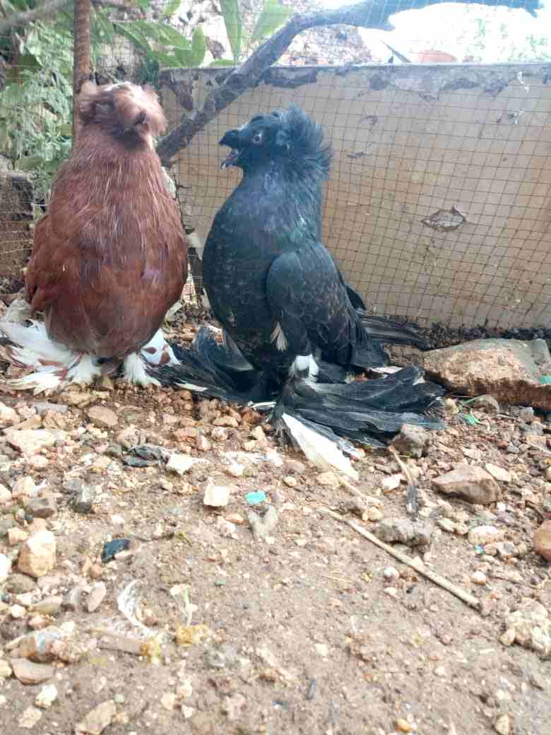 بخاريات للبيع
لا تنسَ أنك شاهدت هذا الإعلان في عنكبوت
حبة بخاري لون احمر بواقي 6 والله واعلم 90 ب...