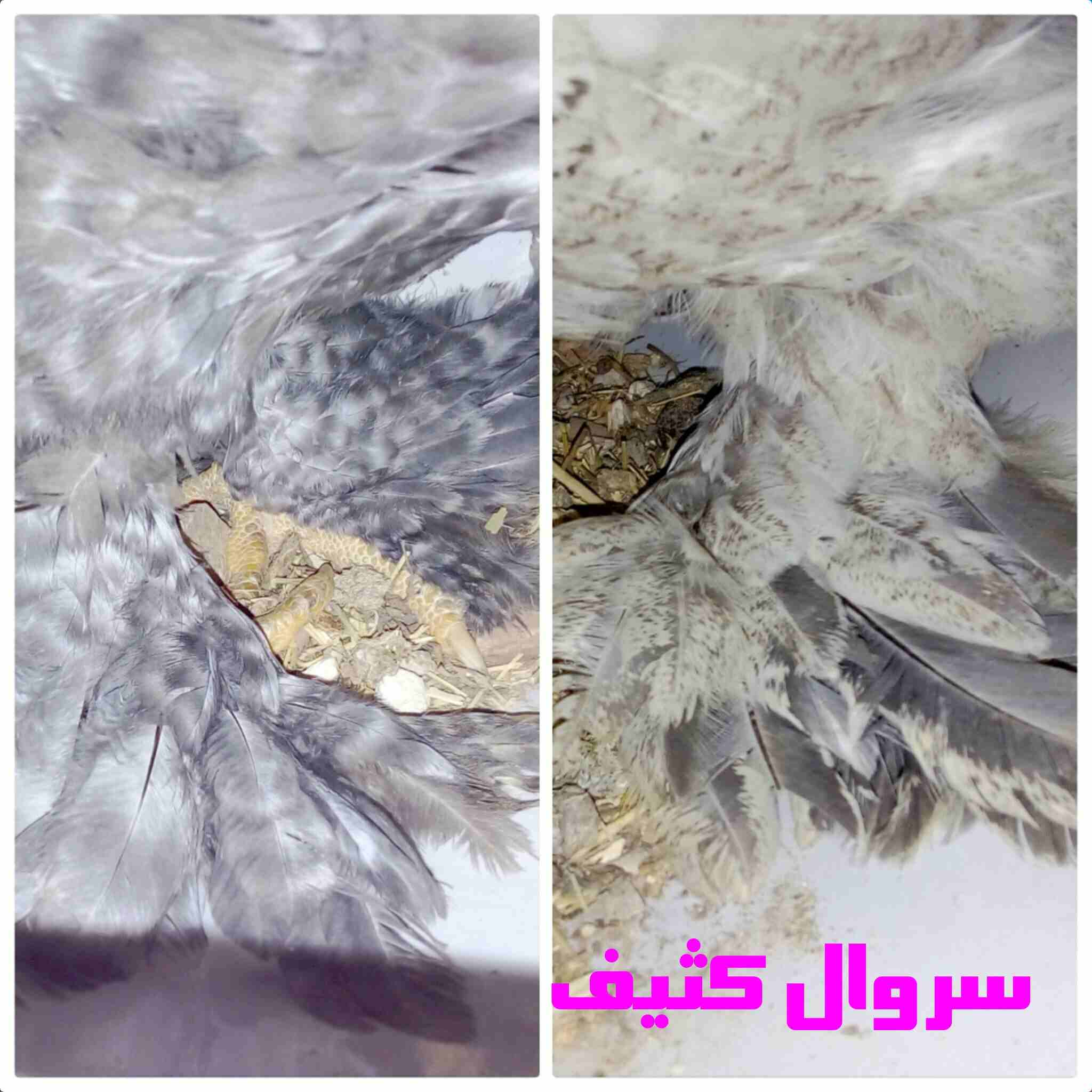 دجاج زينة (براهما) للبيع او للبدل على جوز دجاج زينة
لا تنسَ أنك شاهدت هذا الإعلان في عنكبوت
يوجد...